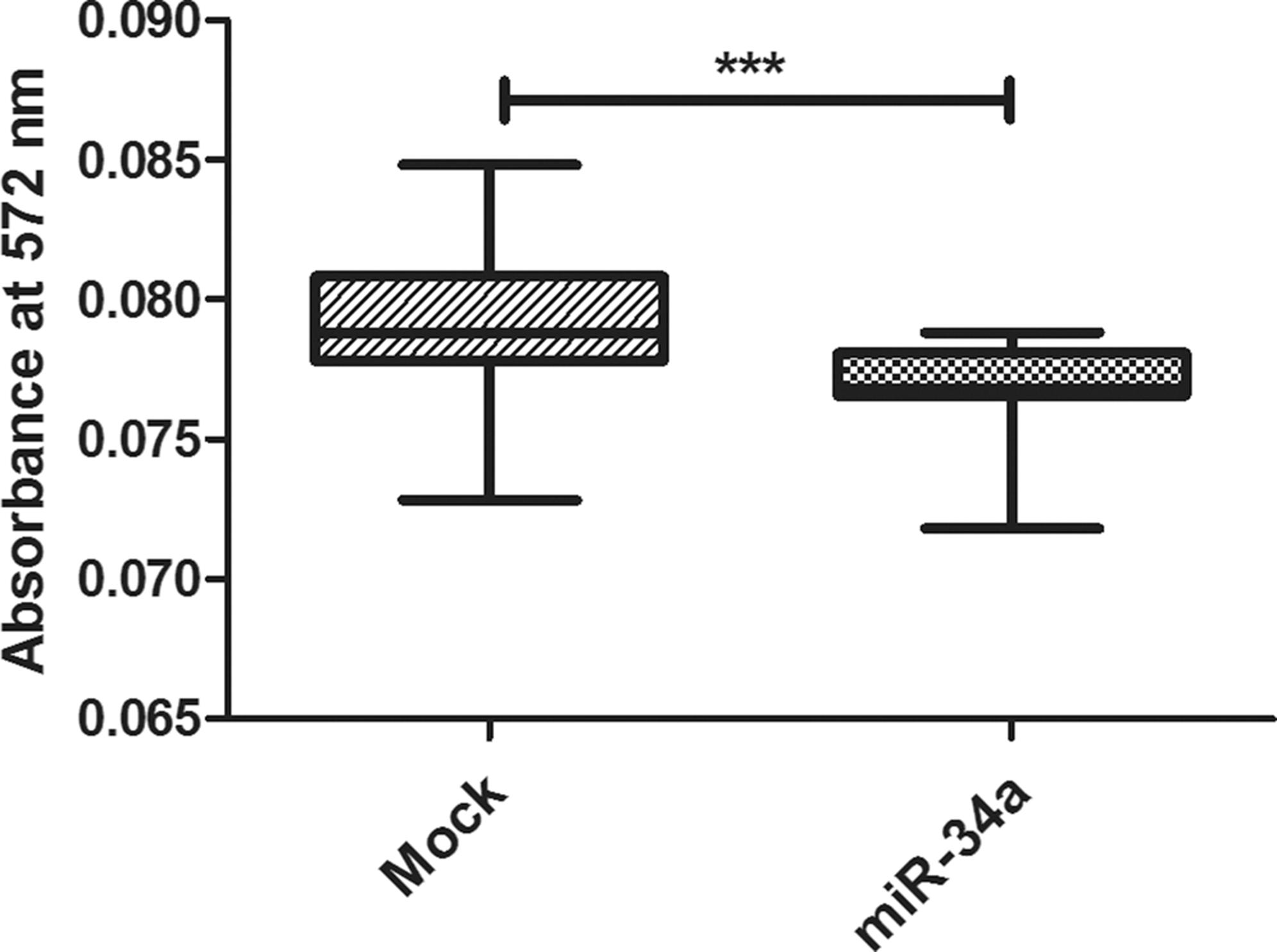 Impact of miR-34a on cell viability (MTT assay).