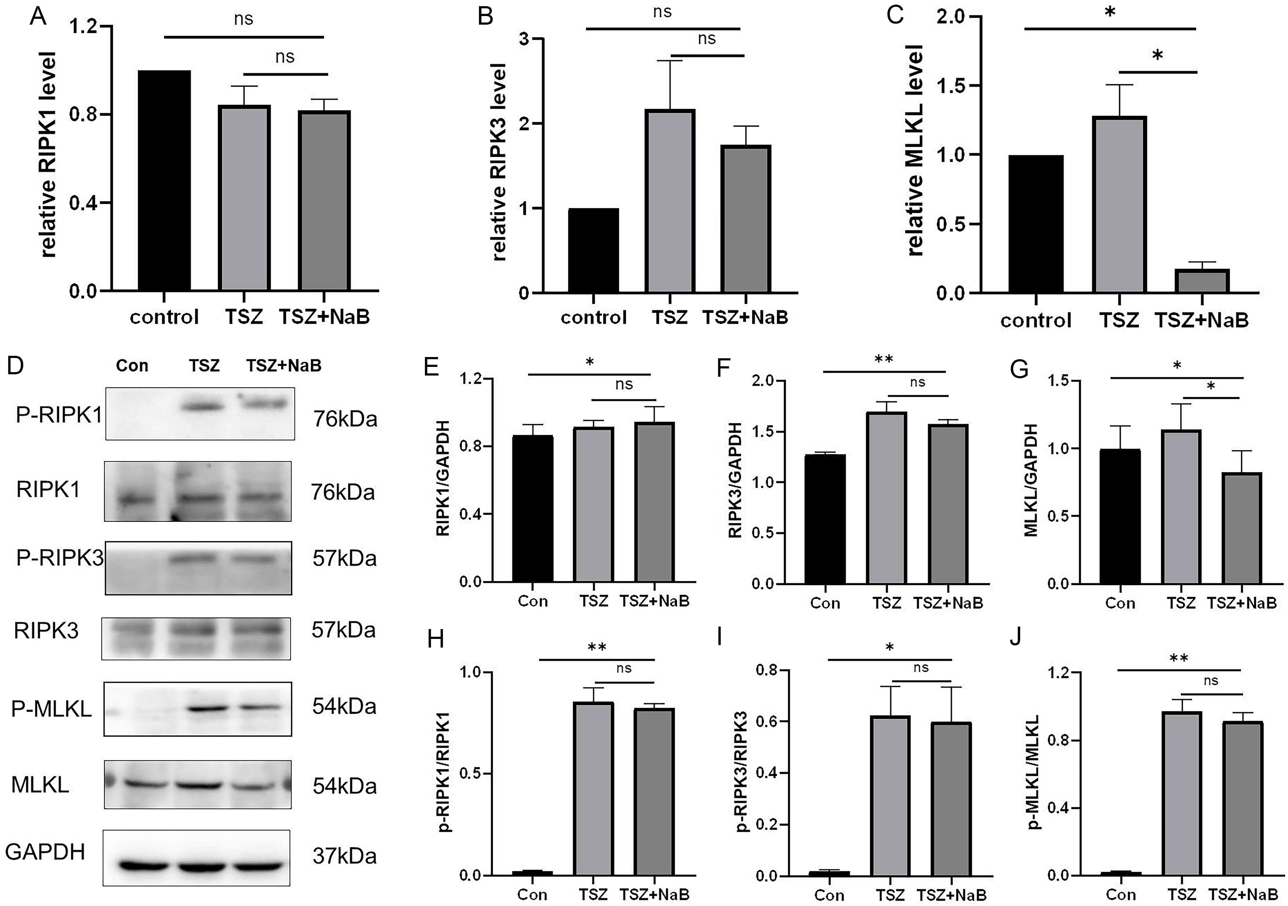 The effects of NaB on the RIPK1/RIPK3/MLKL pathway.