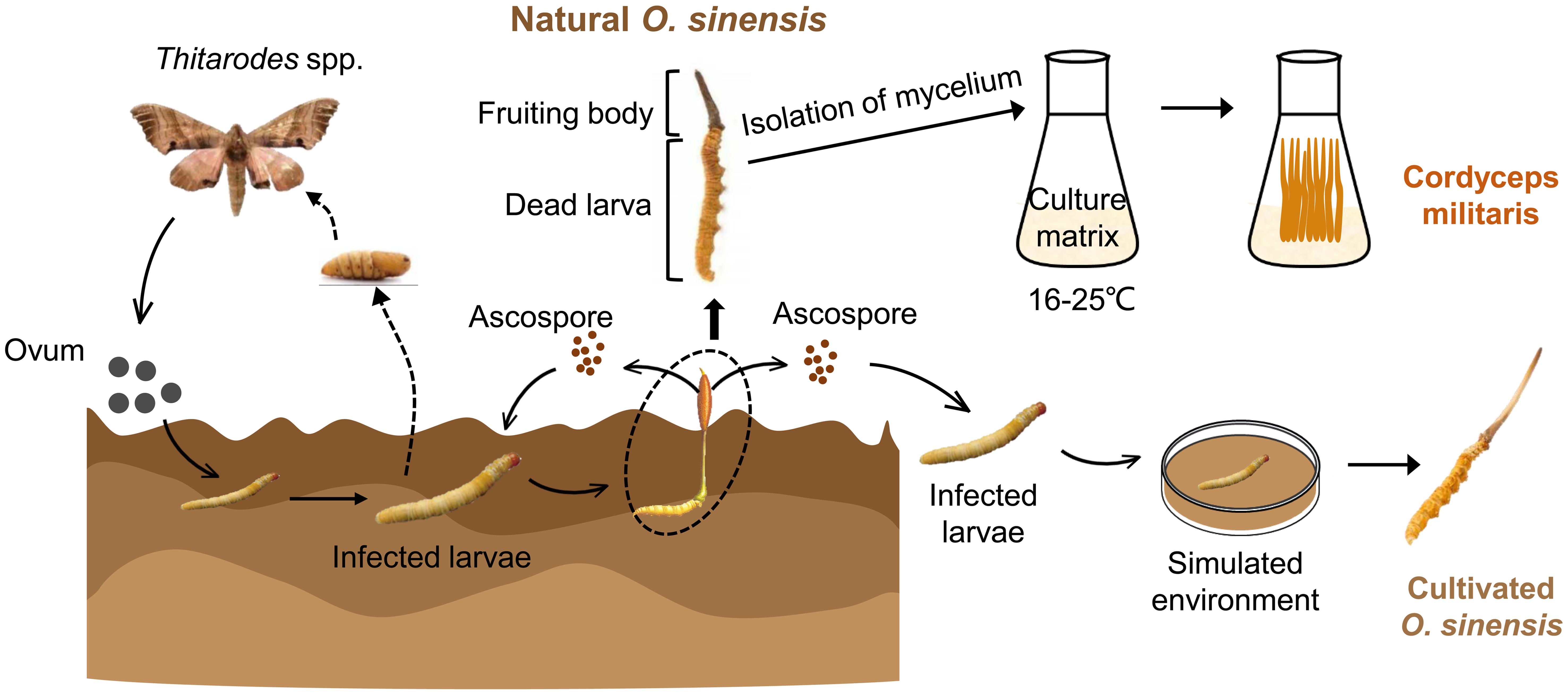 Schematic illustration of the formation process of natural and cultivated <italic>O. sinensis</italic>.