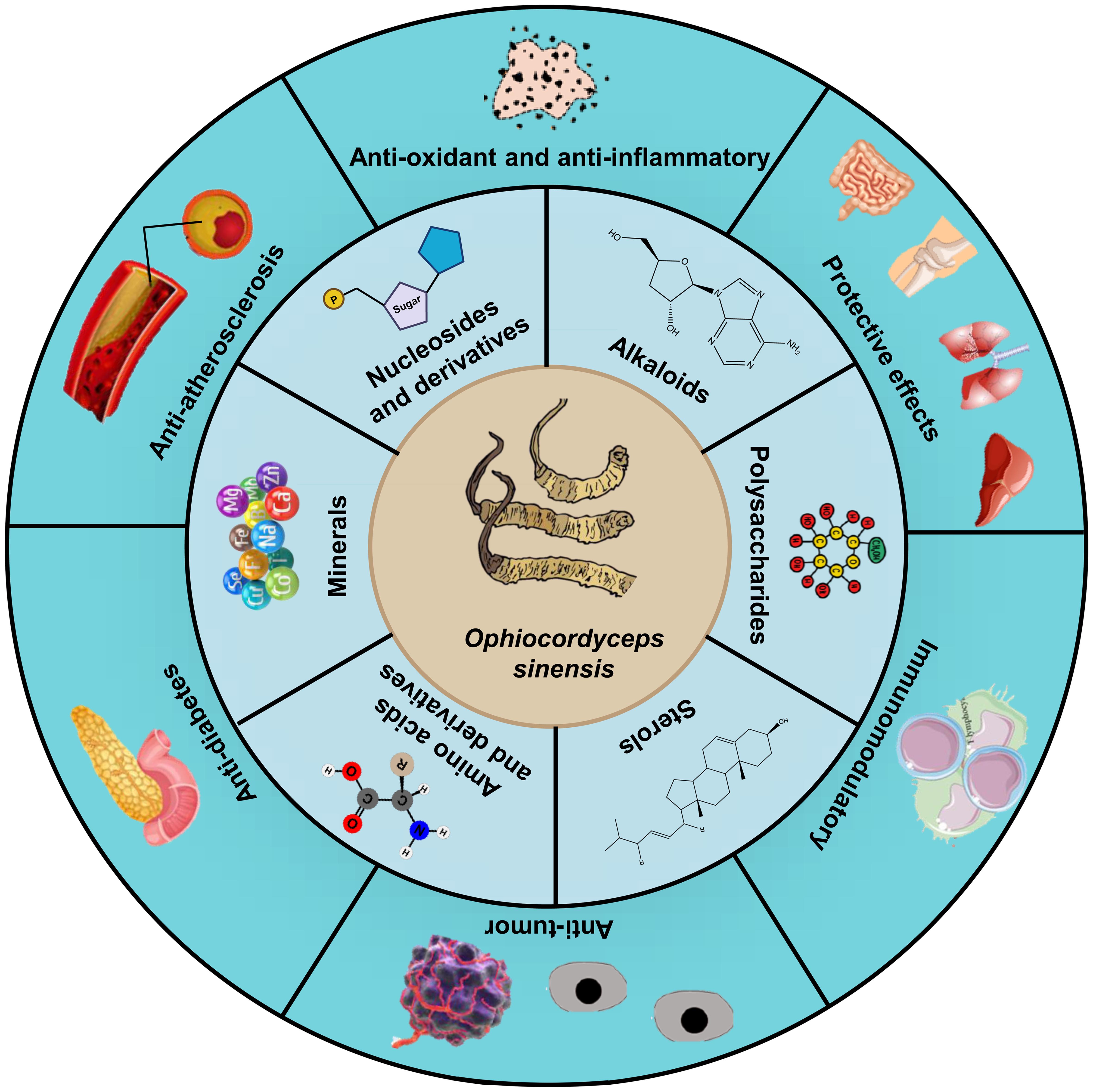 Major component composition and their functions of Chinese caterpillar fungus.