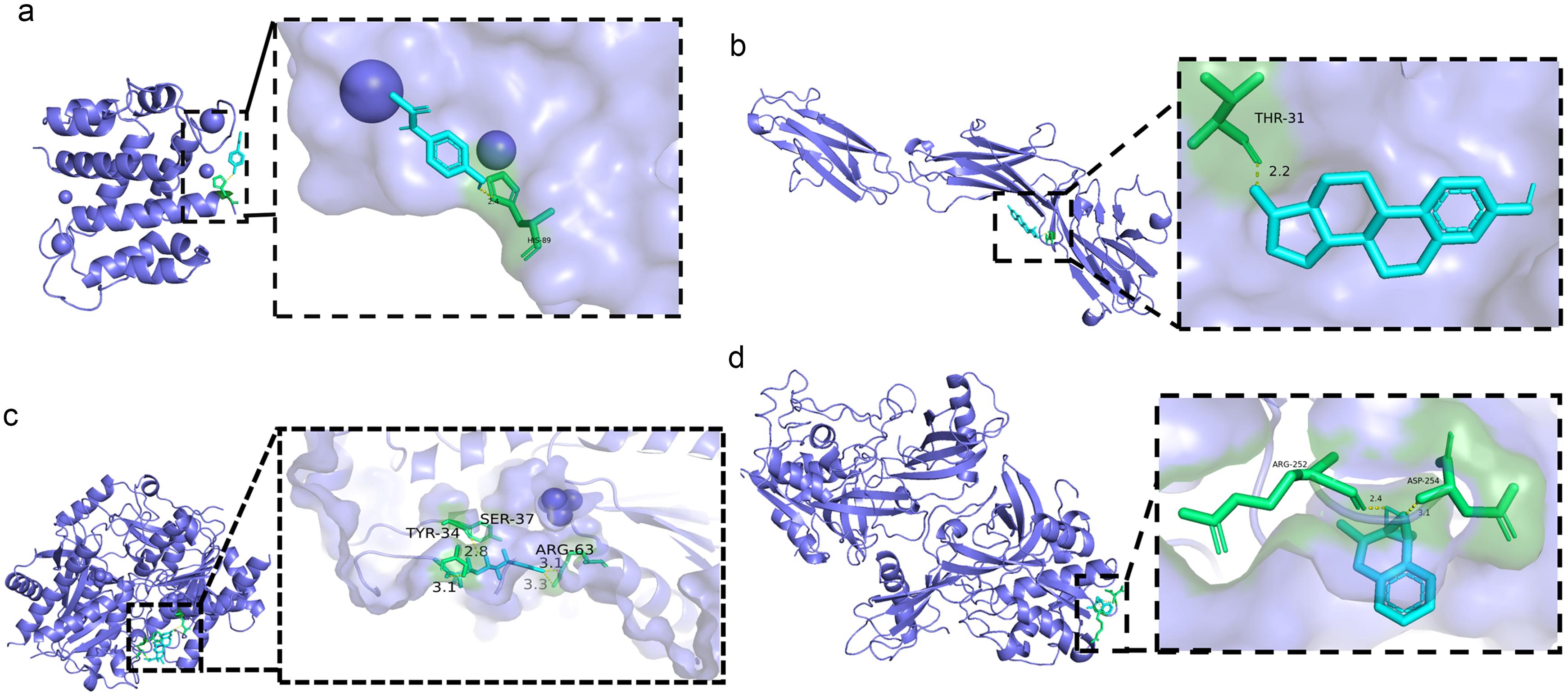 Molecular docking of diagnostic genes and candidate compounds.