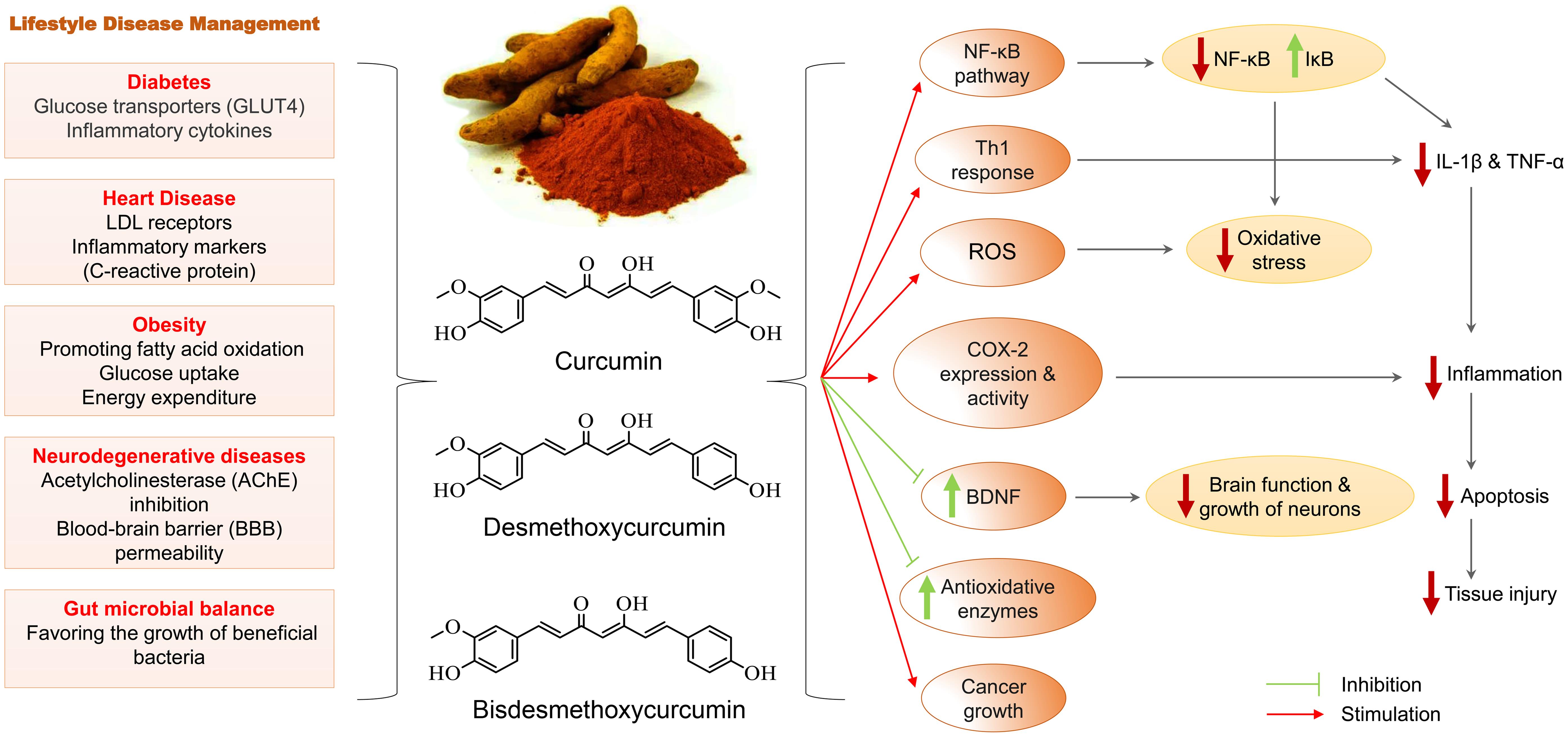 Molecular targets and impact of turmeric on lifestyle diseases.
