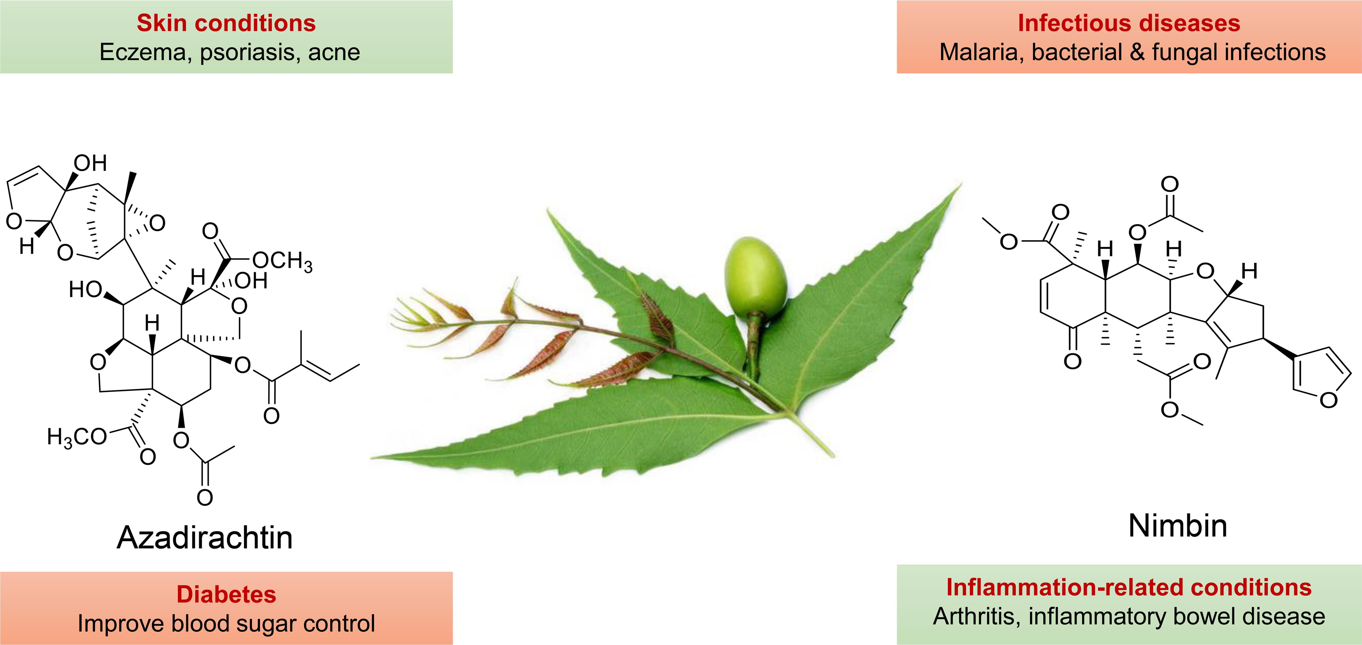 Neem (Azadirachta indica): potential benefits in managing lifestyle diseases.