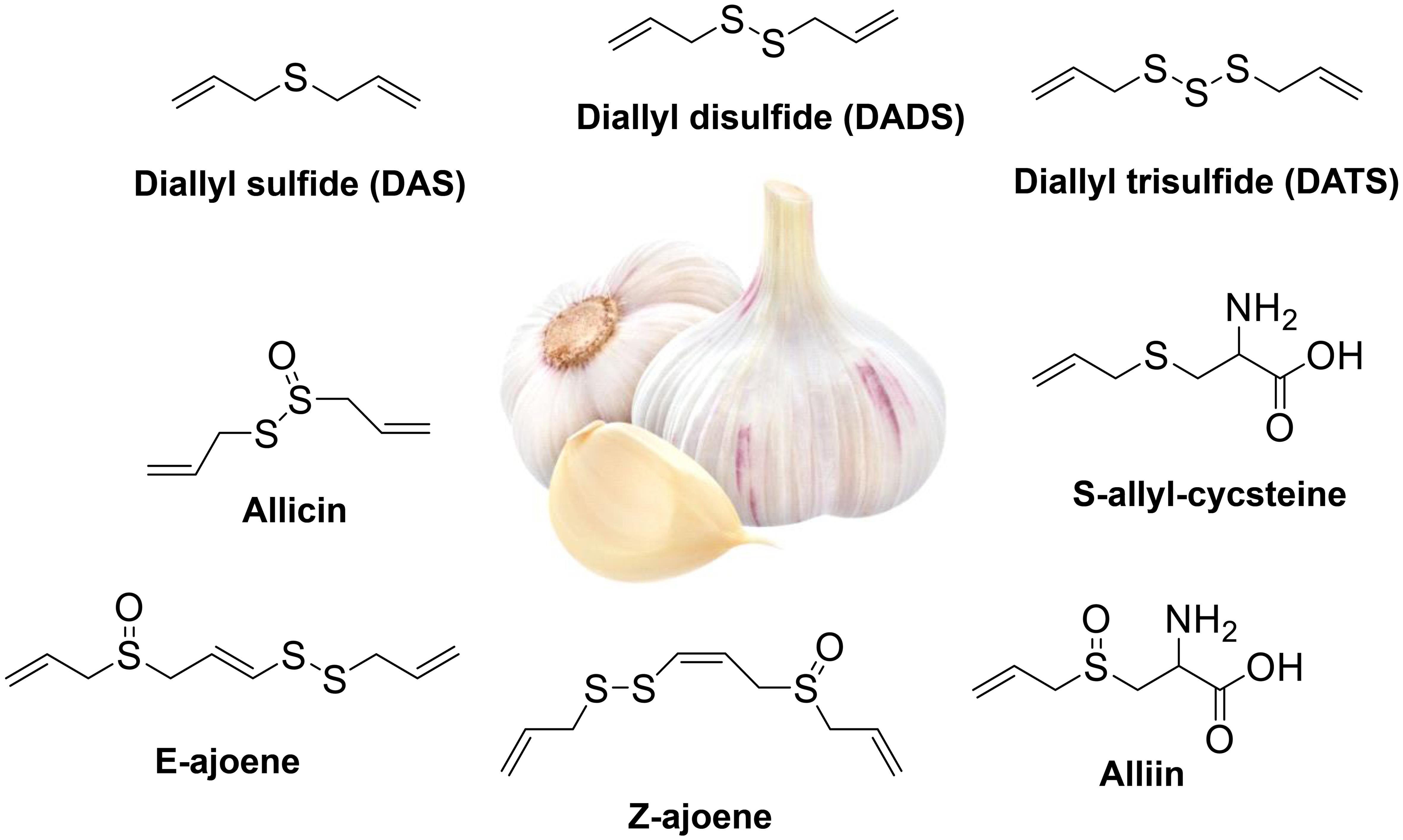 Chemistry of garlic (allium sativum).