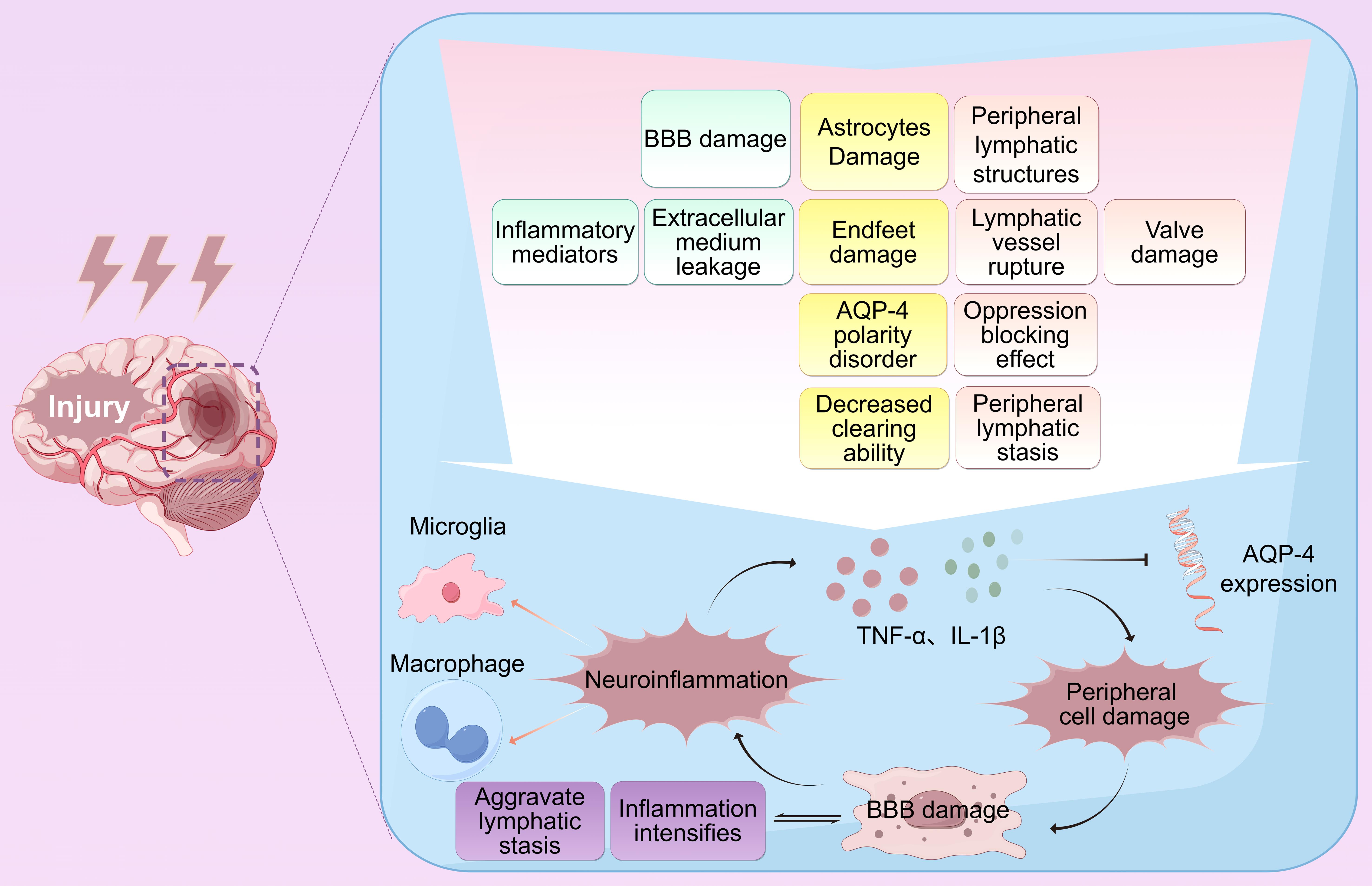 The figure shows the pathophysiological processes following traumatic brain injury (TBI) involving interactions at the molecular, cellular, and tissue levels.