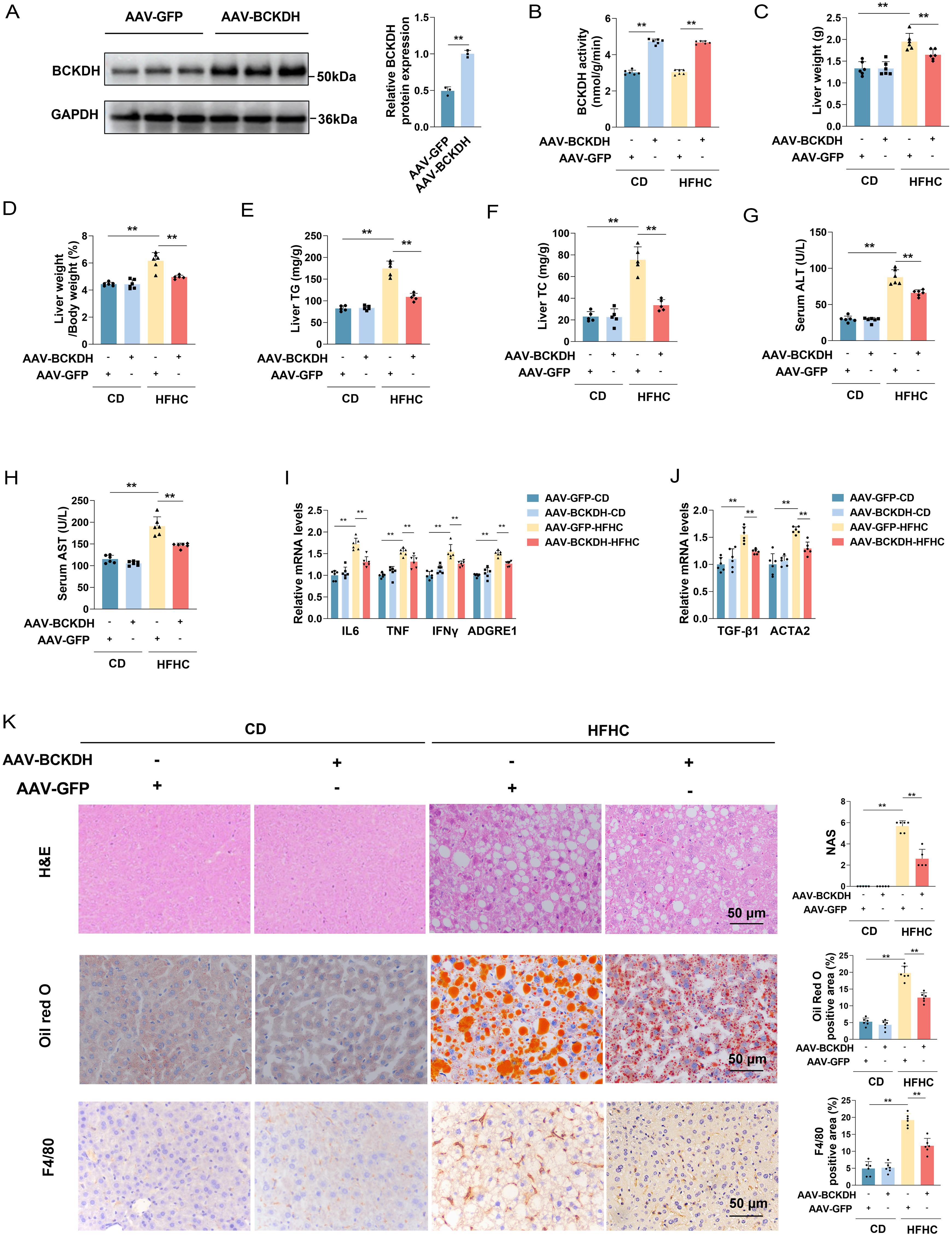 The impact of increased BCAA catabolism in skeletal muscle on MASH progression.