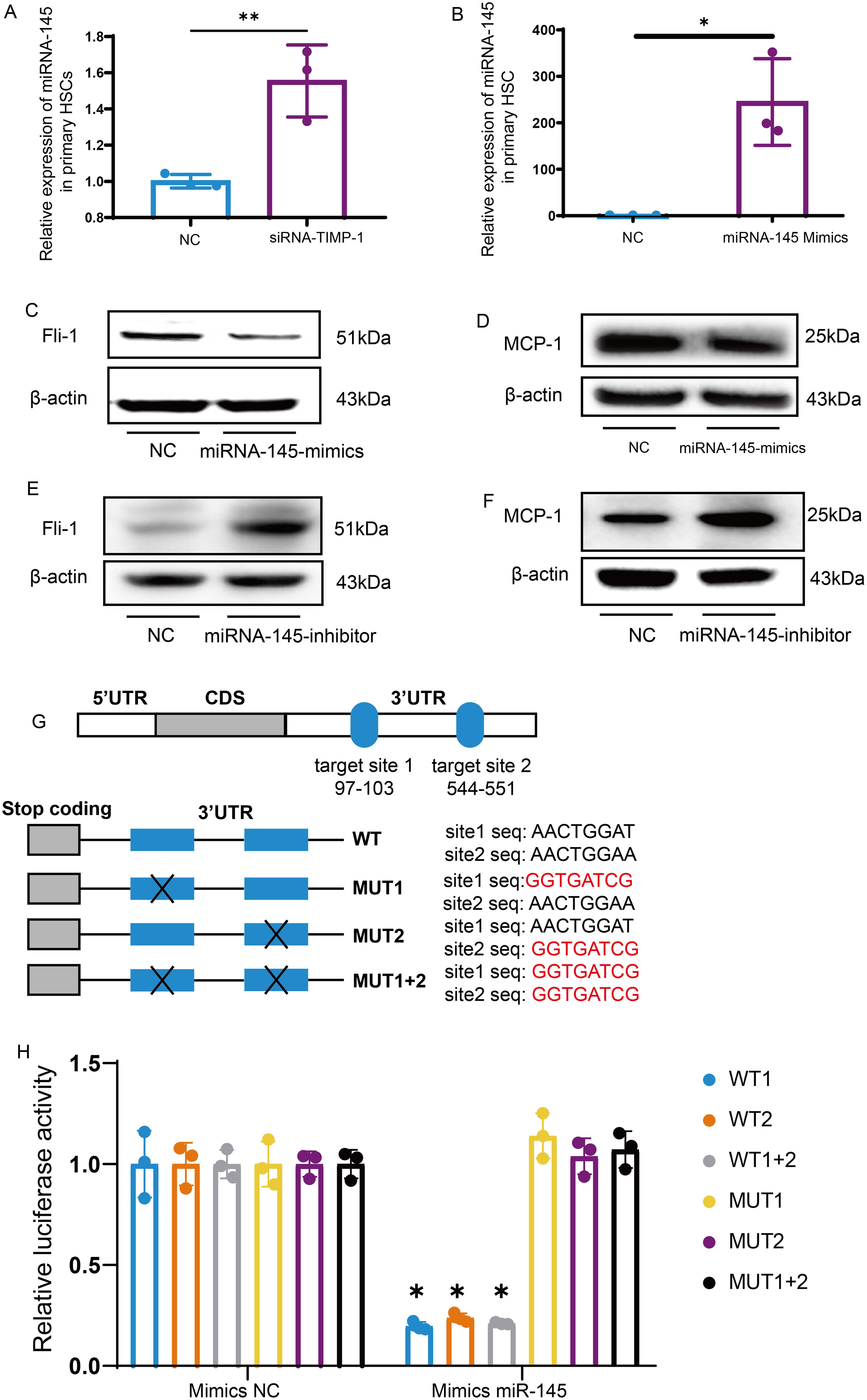 TIMP-1 regulates the expression of Fli-1 through miRNA-145 in primary HSCs.