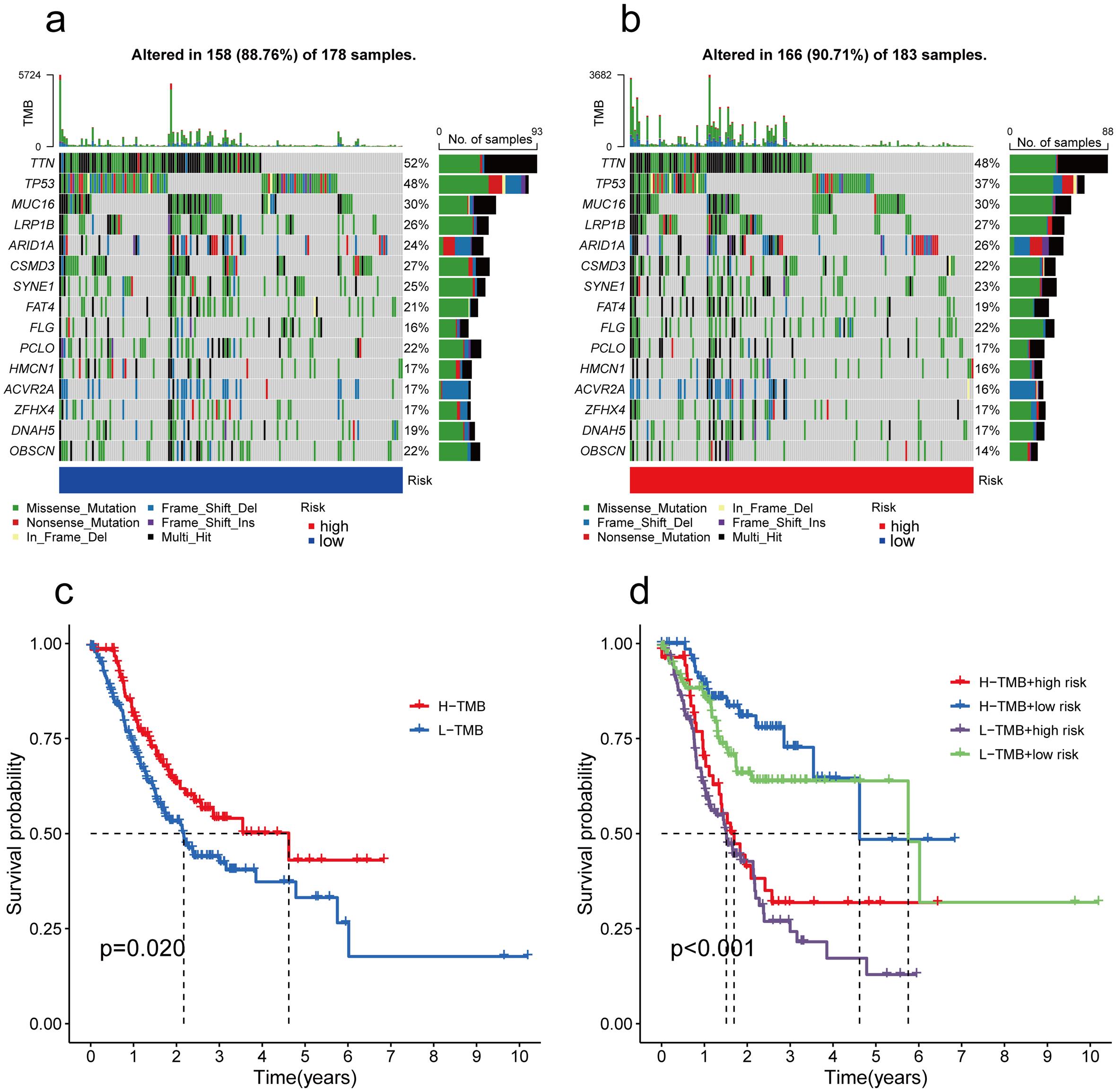 Gene mutation frequency and TMB-related survival analysis.