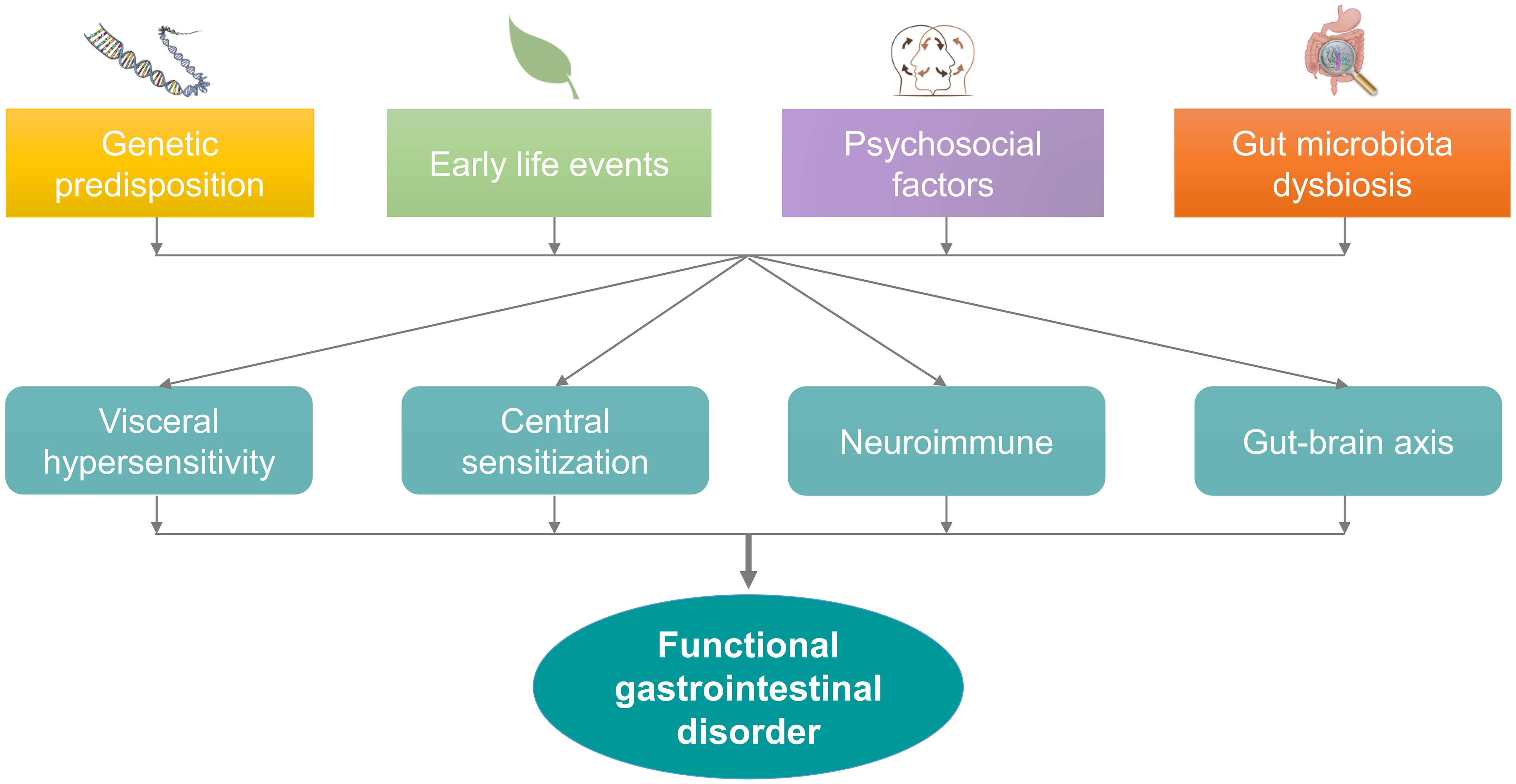 Pathophysiology of FGID.