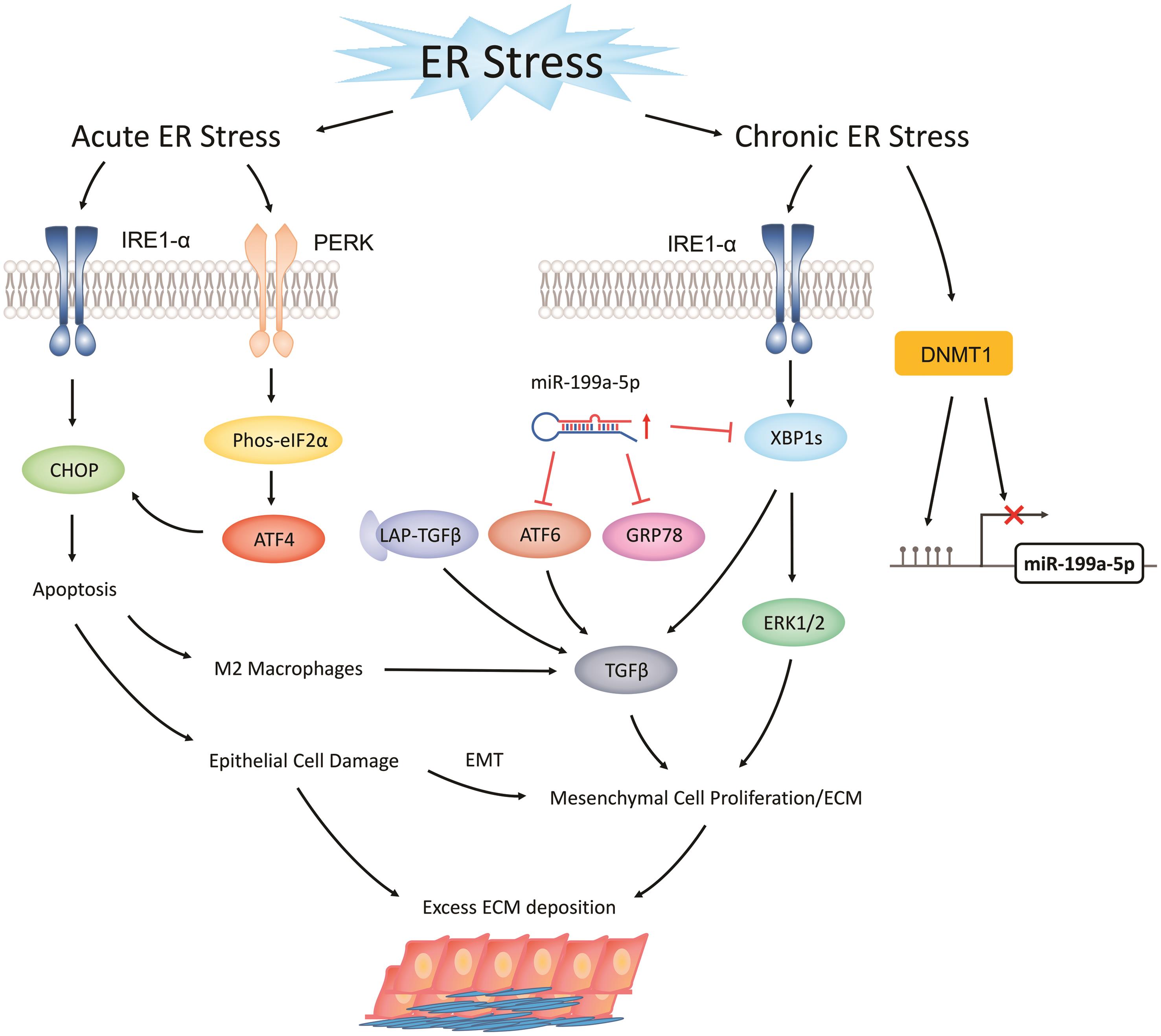 The hypothesis of dual roles of ER stress and UPR in the development of intestinal fibrosis in Crohn’s disease.
