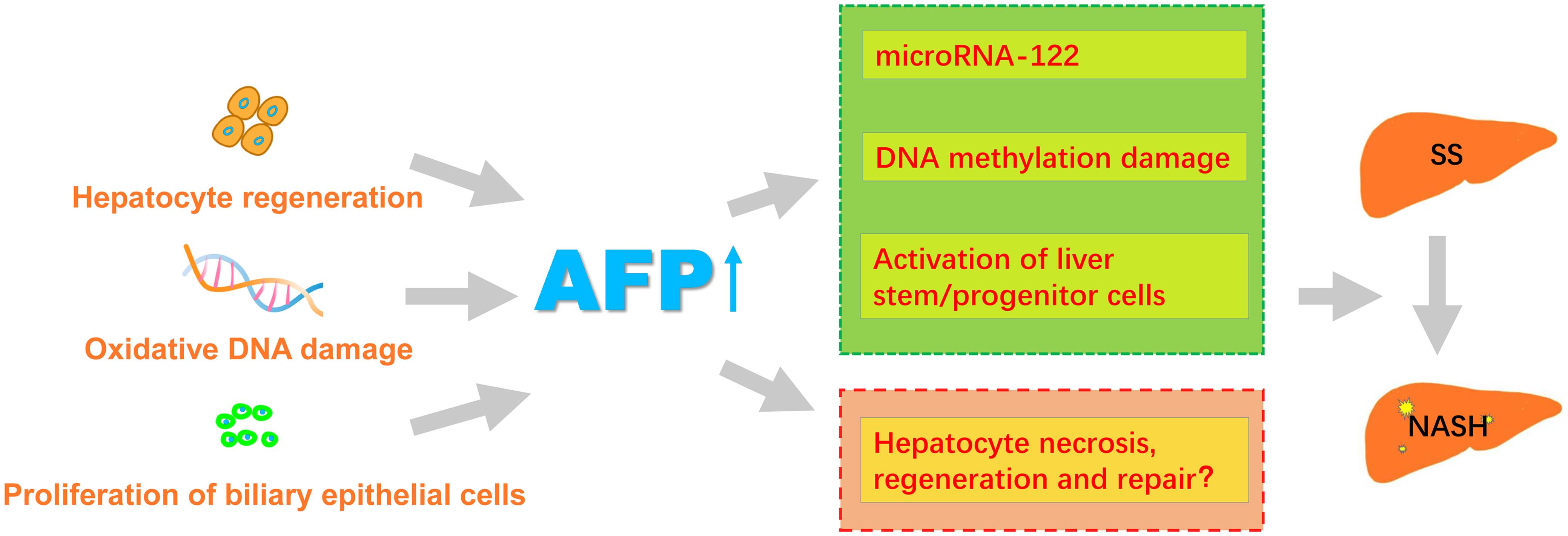 Elevated Serum Alpha-fetoprotein Levels In Non-alcoholic ...