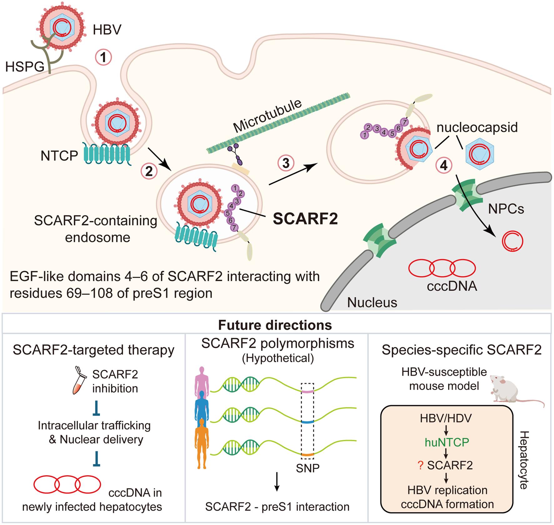 Proposed roles of SCARF2 in HBV infection and therapeutic implications.