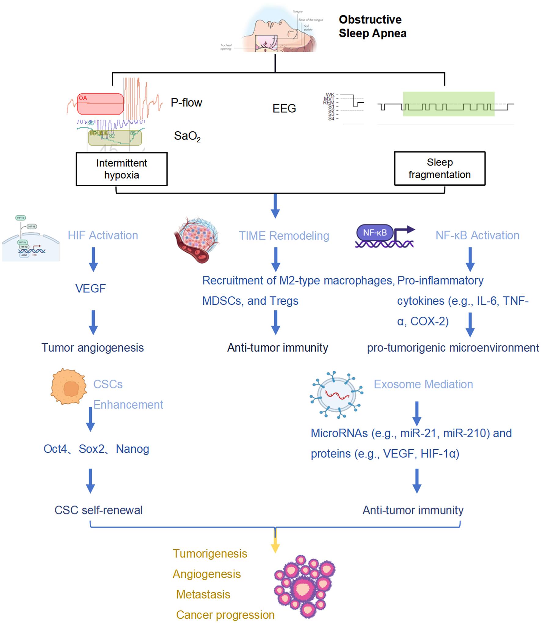 Proposed mechanisms linking obstructive sleep apnea (OSA) to cancer progression.