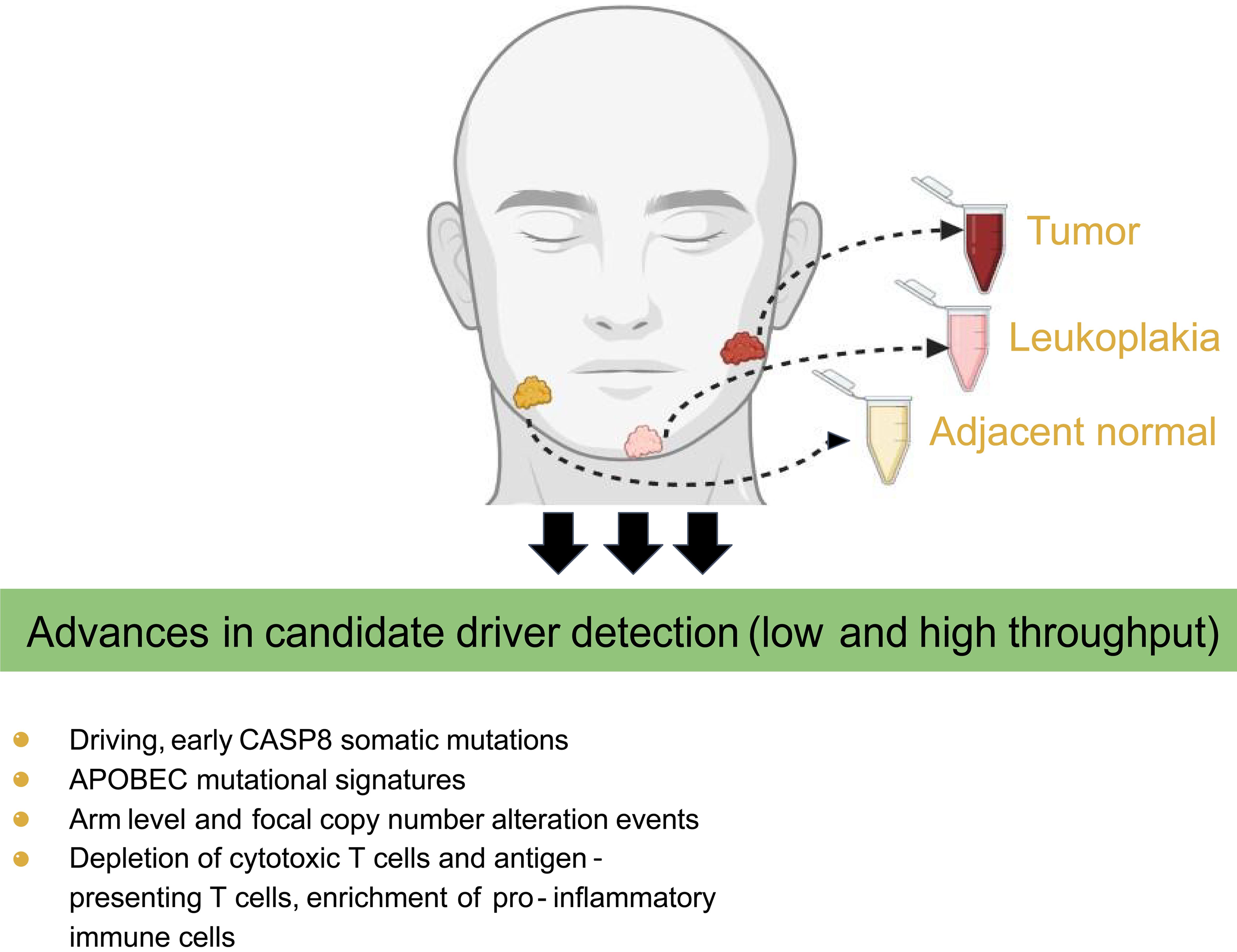 Molecular driving factors behind tumor progression in patients with presence of both leukoplakia and frank tumors in their oral cavity.