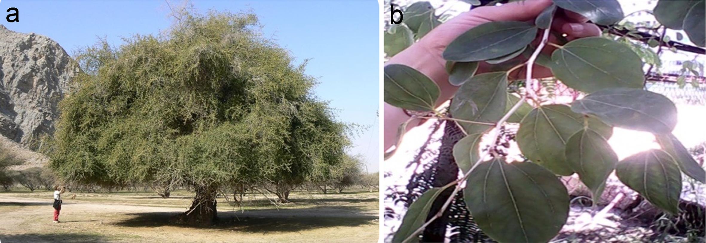 <italic>Z. spina-christi</italic> tree (a) and leaves (b) in Tunisian oasis.