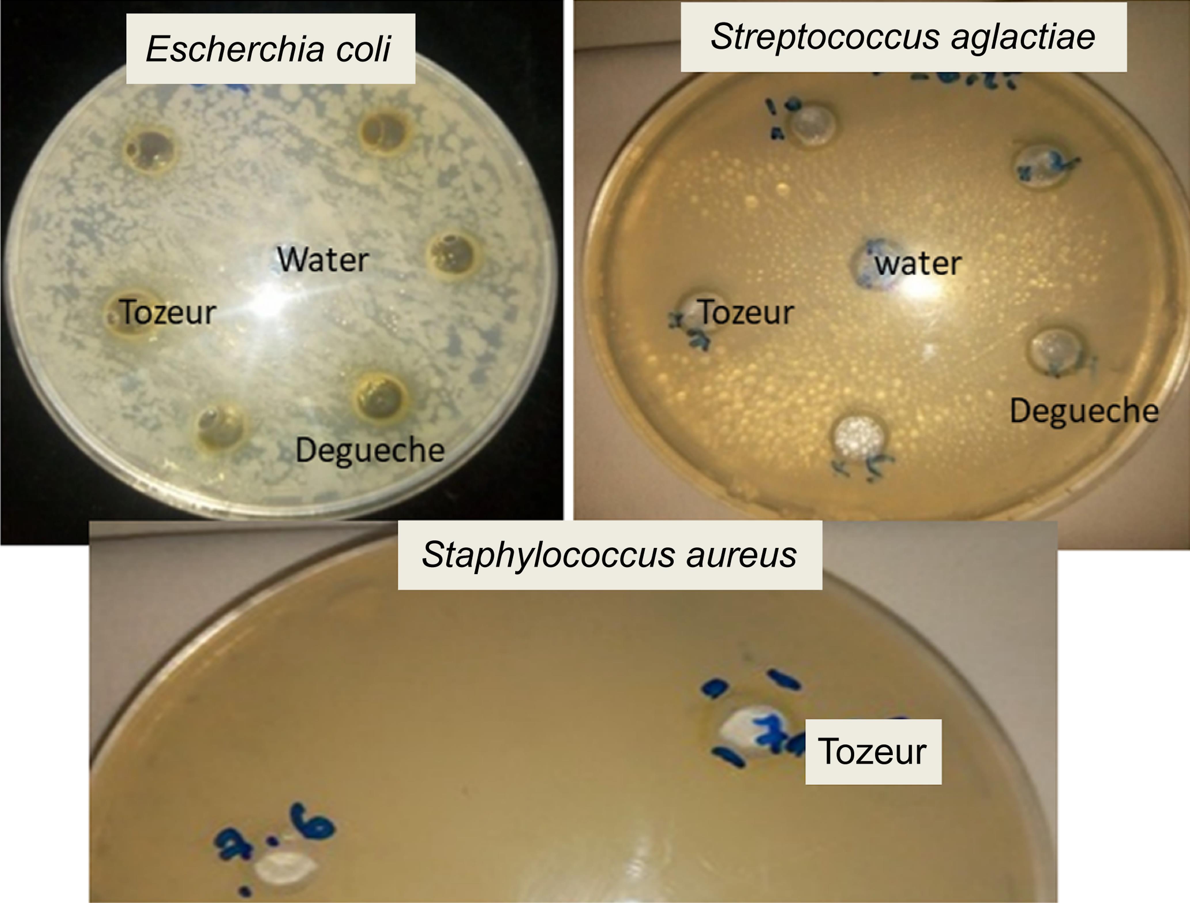Agar well diffusion method analysis of antibacterial activities of three <italic>Z. spina-christi</italic> extracts.