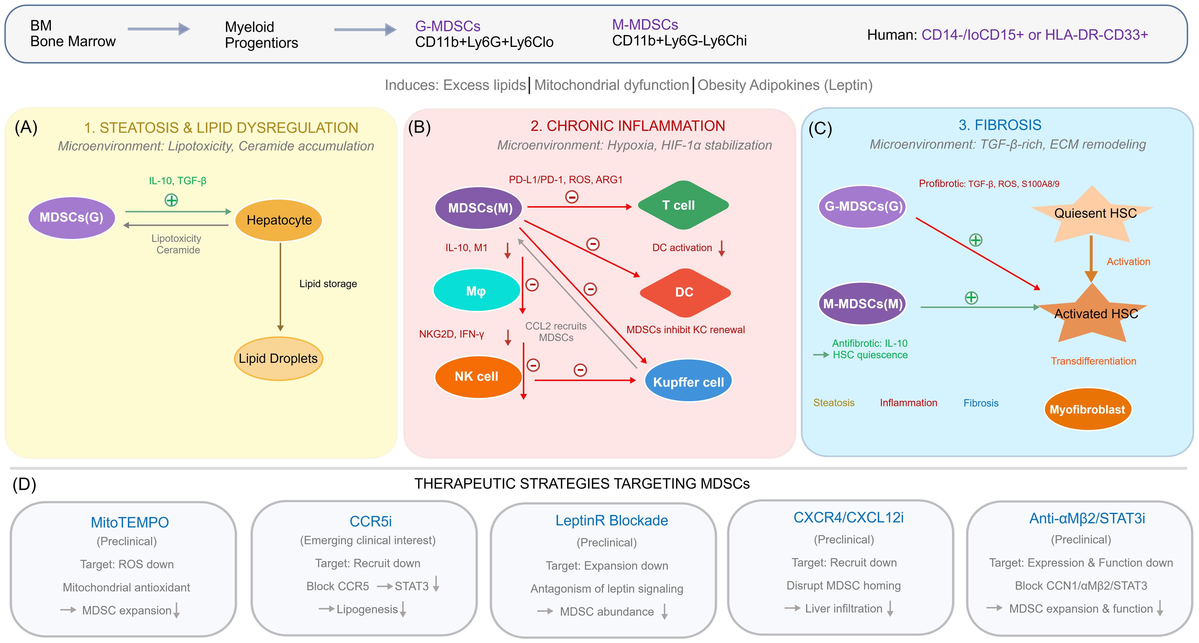 Mechanistic network of MDSCs in MAFLD progression.