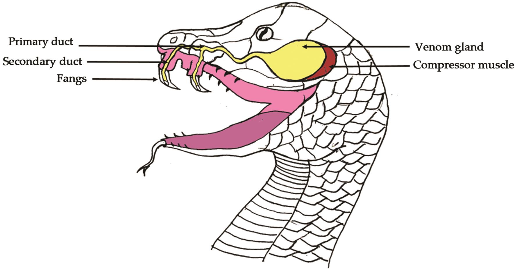 The anatomical presence of the venom gland with fangs, primary duct, secondary duct and compressive muscle in the snakehead.