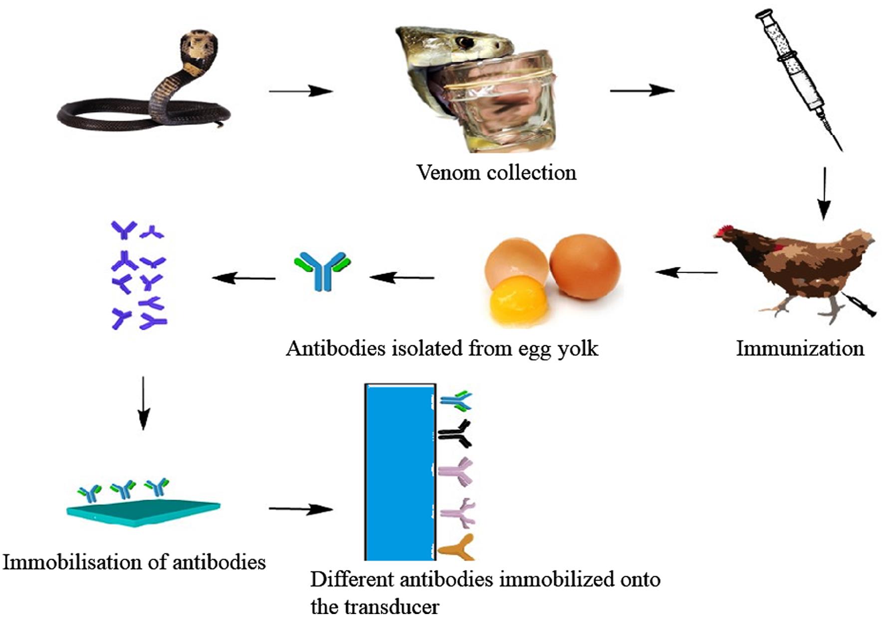 The detailed procedure of antibody generation in the hen’s egg model, followed by the development of a venom-specific biosensor.