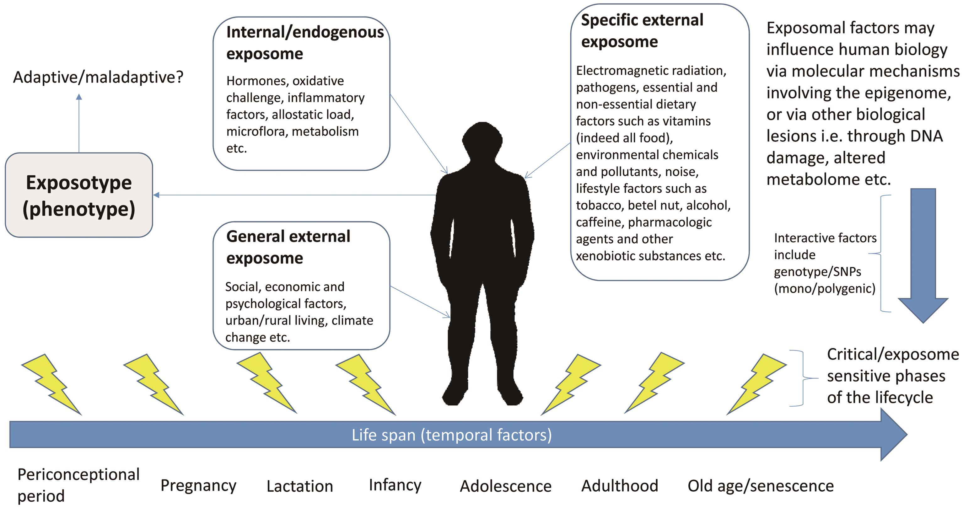 Schematic showing some of the main exposomal factors that humans may experience.