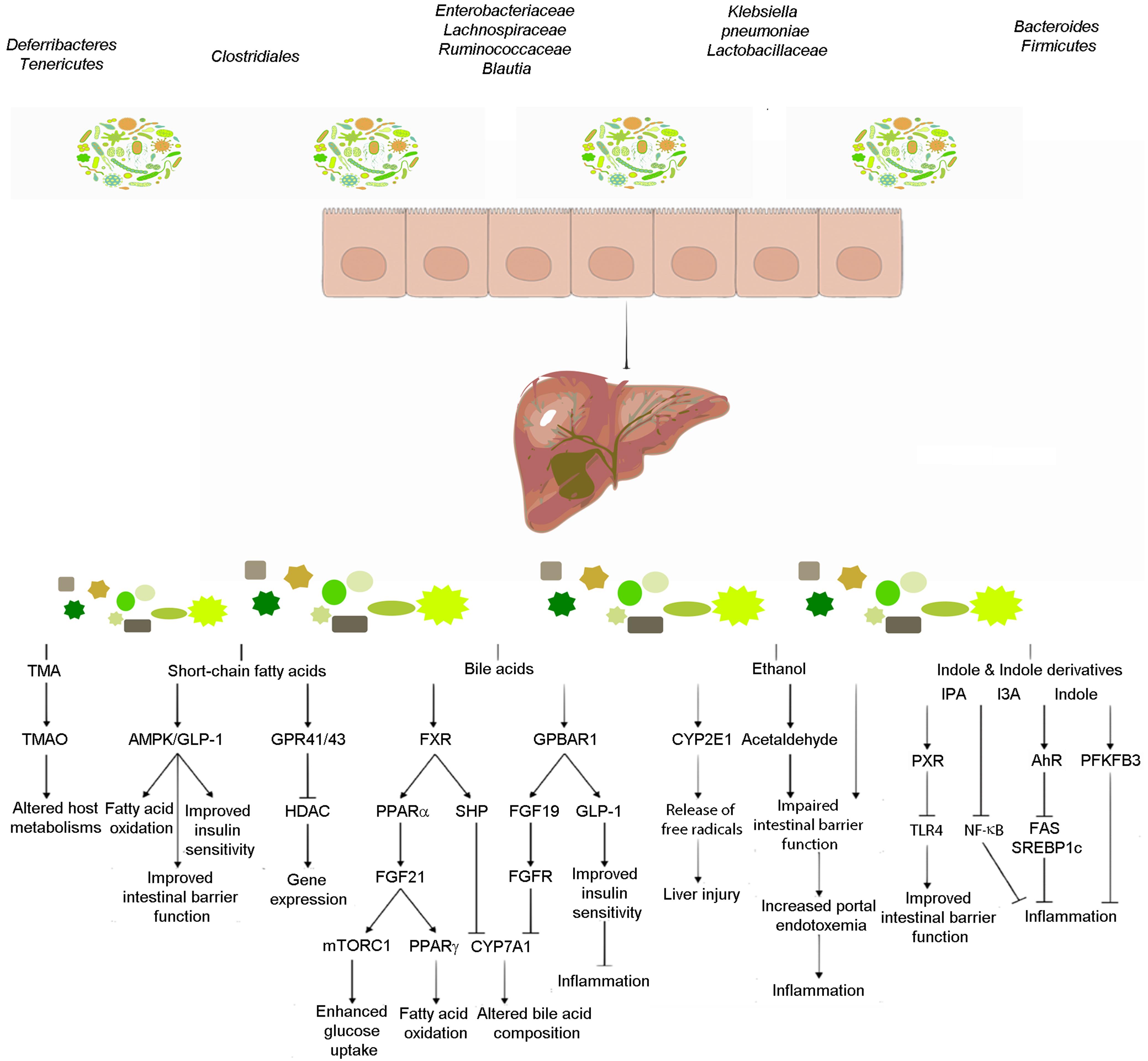 Gut microbiota-derived metabolites are involved in the progression of nonalcoholic fatty liver disease.