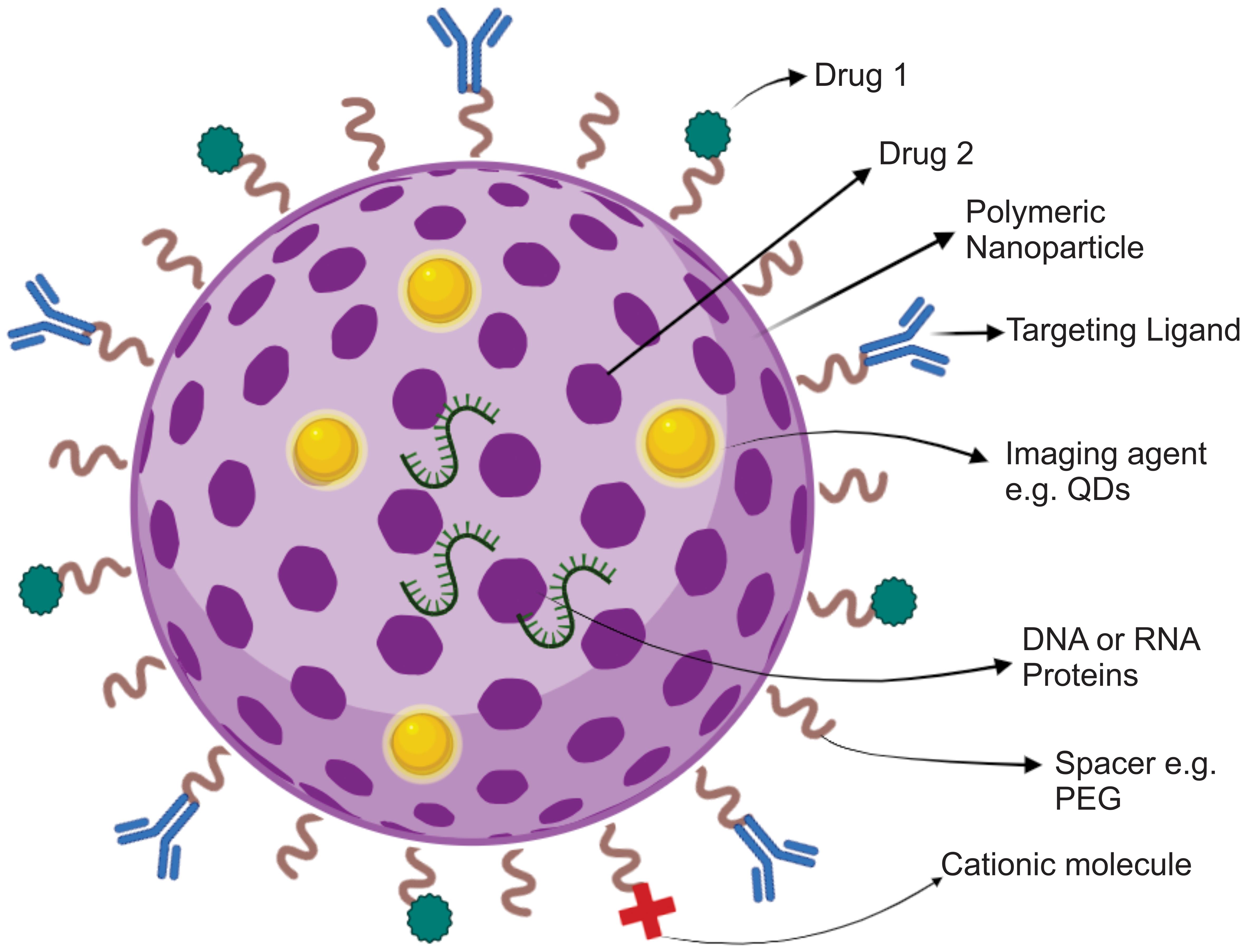 Illustration showing the most common surface modifications of polymeric nanoparticles.