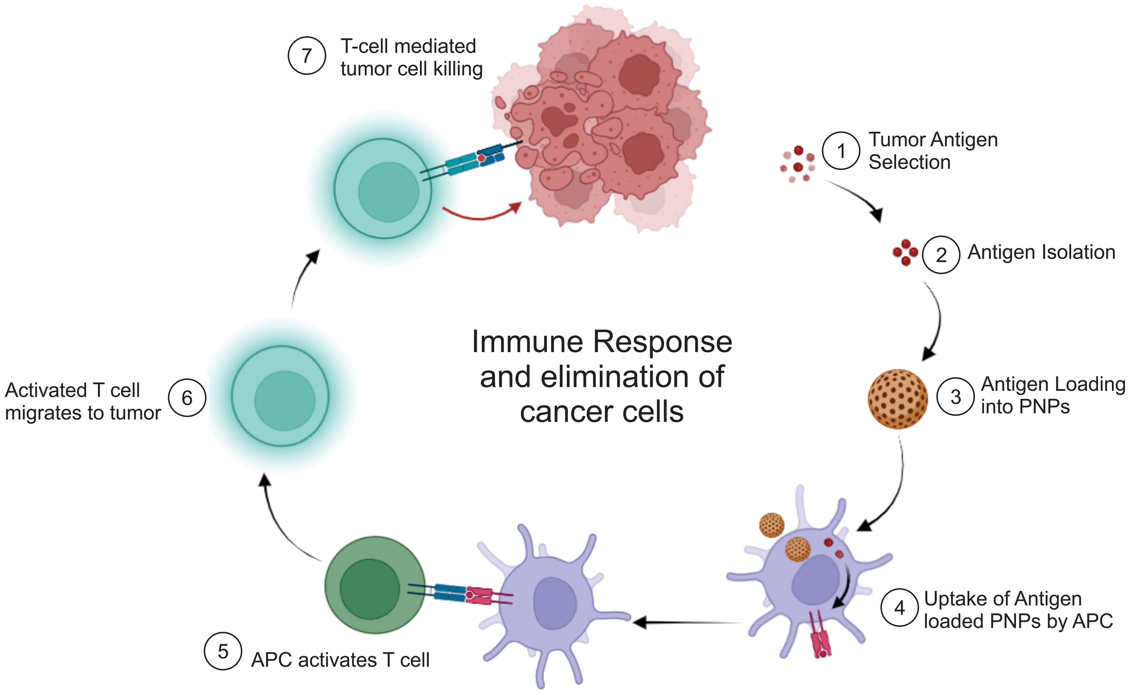 Schematic representation of antigen delivery and elimination in cancer cells.
