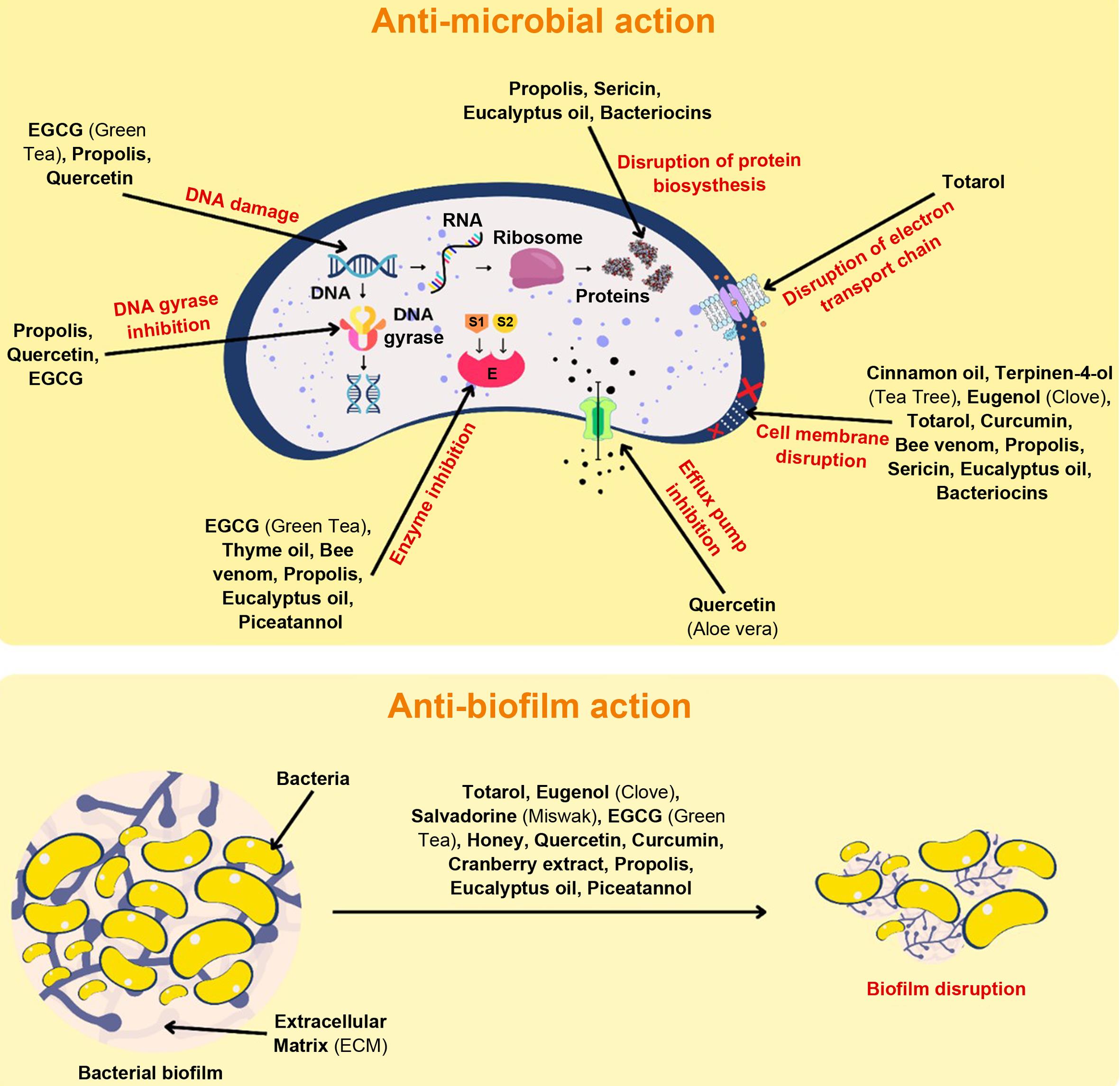 Mechanism of action of natural disinfectants.