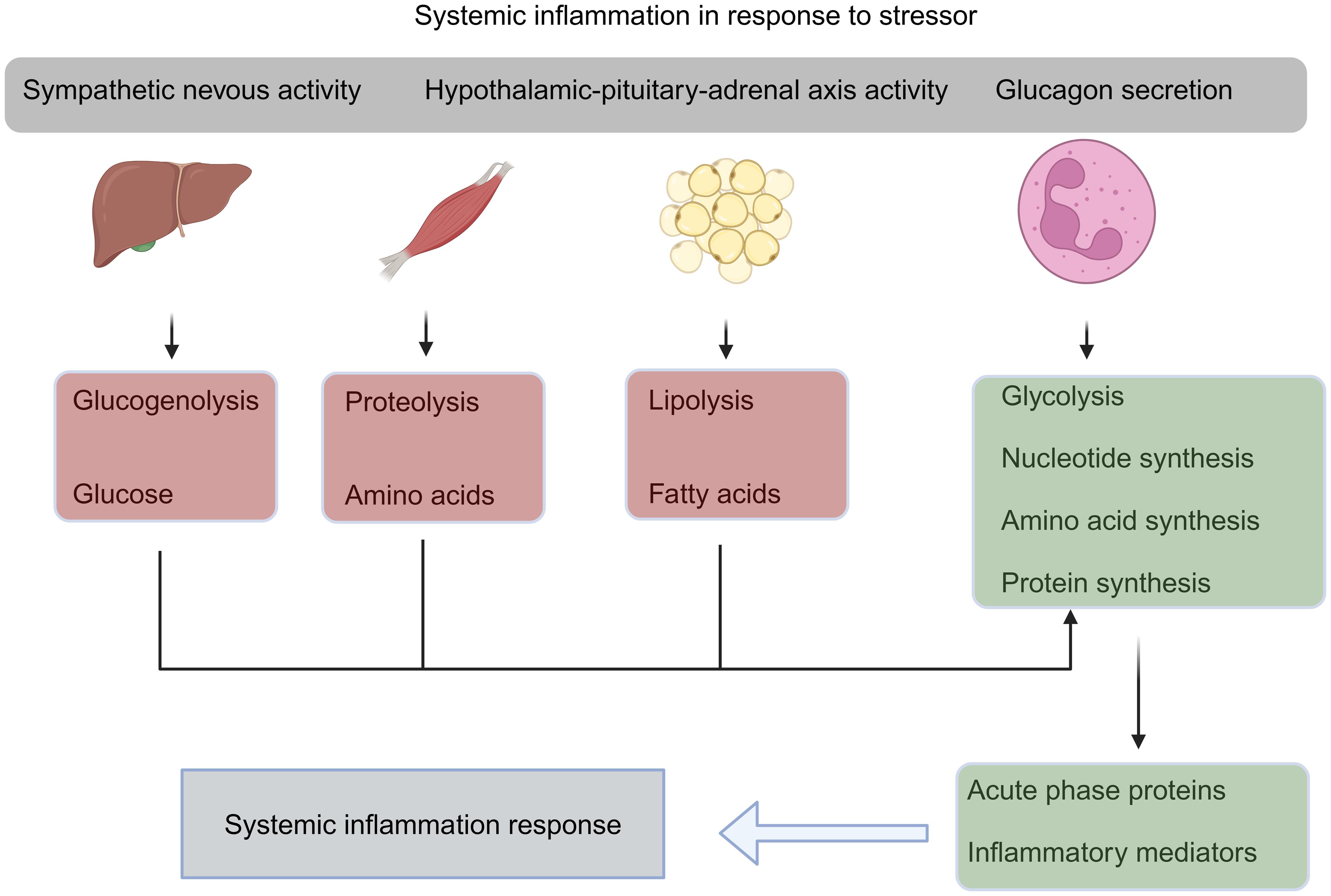 Major changes in energy metabolism levels in ACLF (acute-on-chronic liver failure) include: (1) High levels of inflammation activate the body’s neurohumoral response axis, regulating the catabolic metabolism of peripheral organ systems (such as the liver, muscle, and adipose tissue) to provide sufficient energy for immune cells; (2) Immune cells undergo metabolic reprogramming with increased levels of glycolysis, focusing primarily on anabolic metabolism to produce adequate nucleotides and proteins.