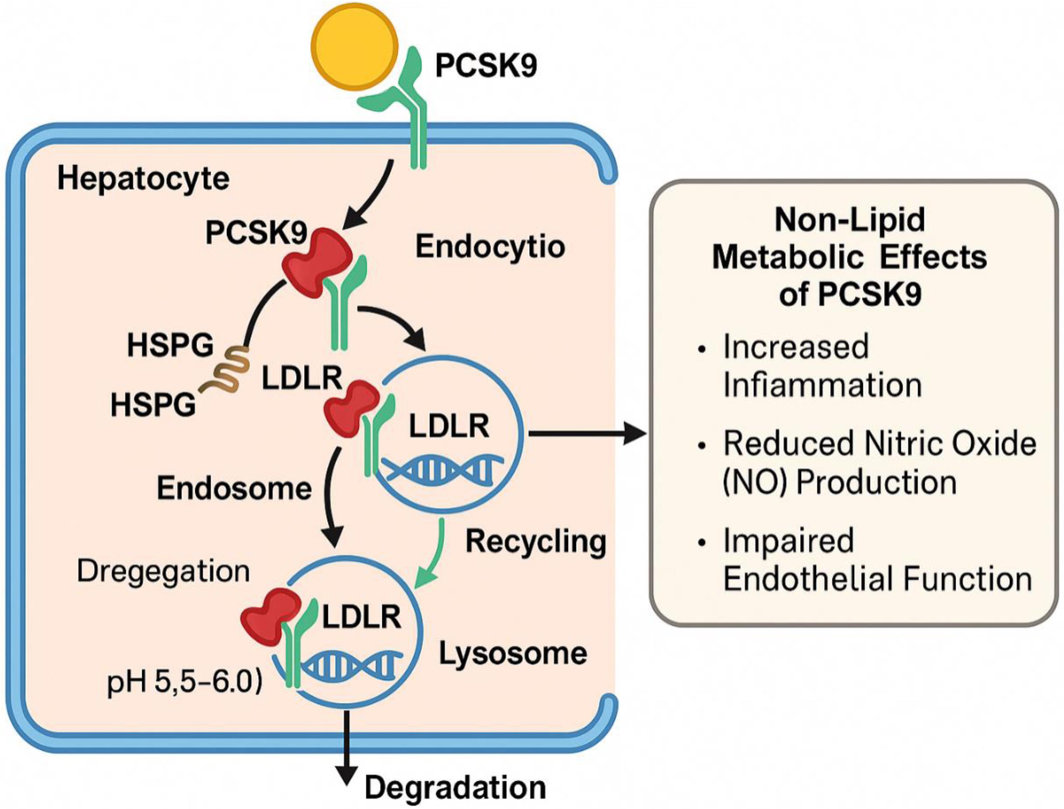Mechanism of proprotein convertase subtilisin/kexin type 9 (PCSK9)-mediated low-density lipoprotein receptor (LDLR) degradation and non-lipid metabolic effects.