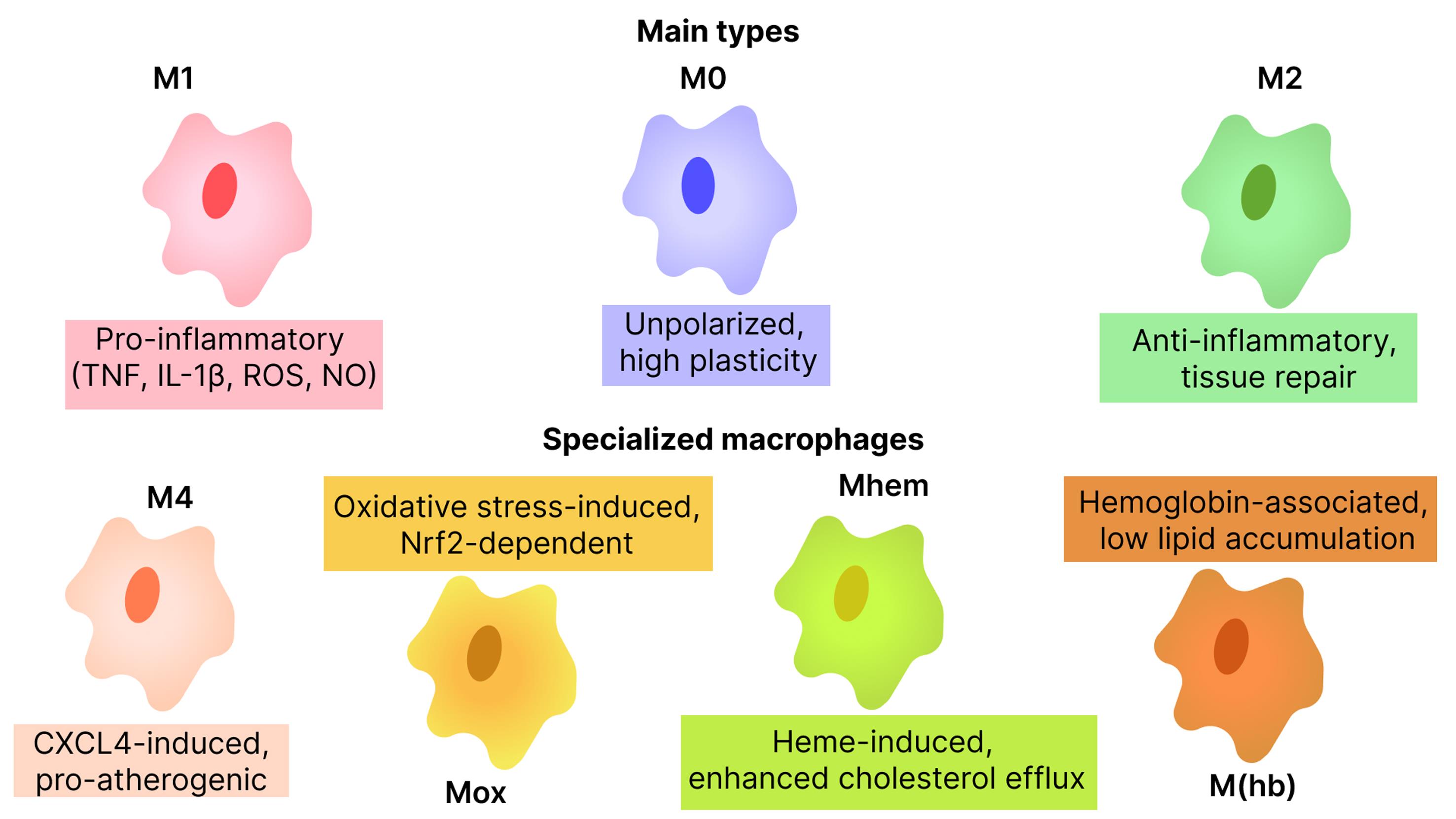 Phenotypic diversity of macrophages.