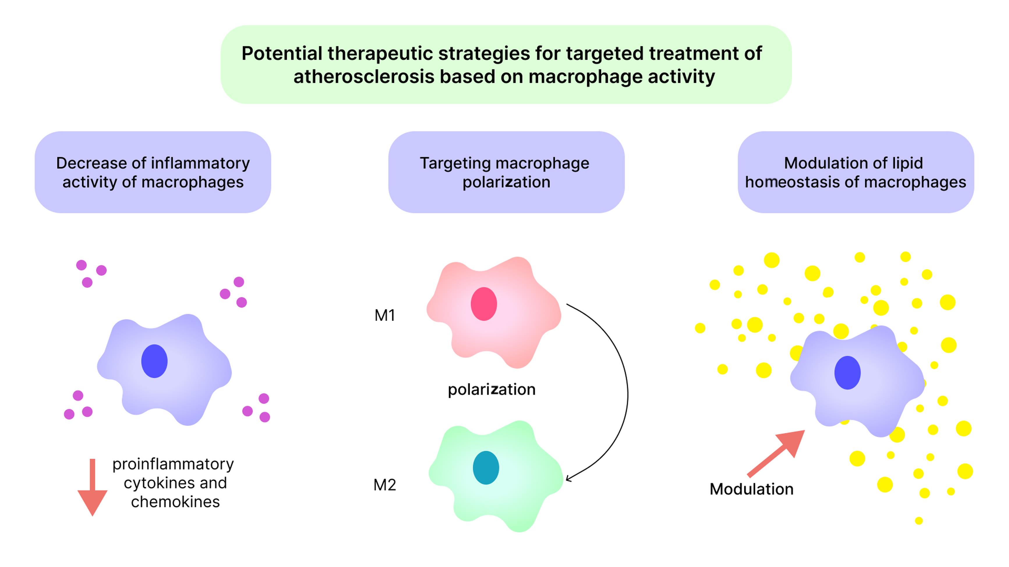Possible approaches to atherosclerosis therapy targeting macrophages.