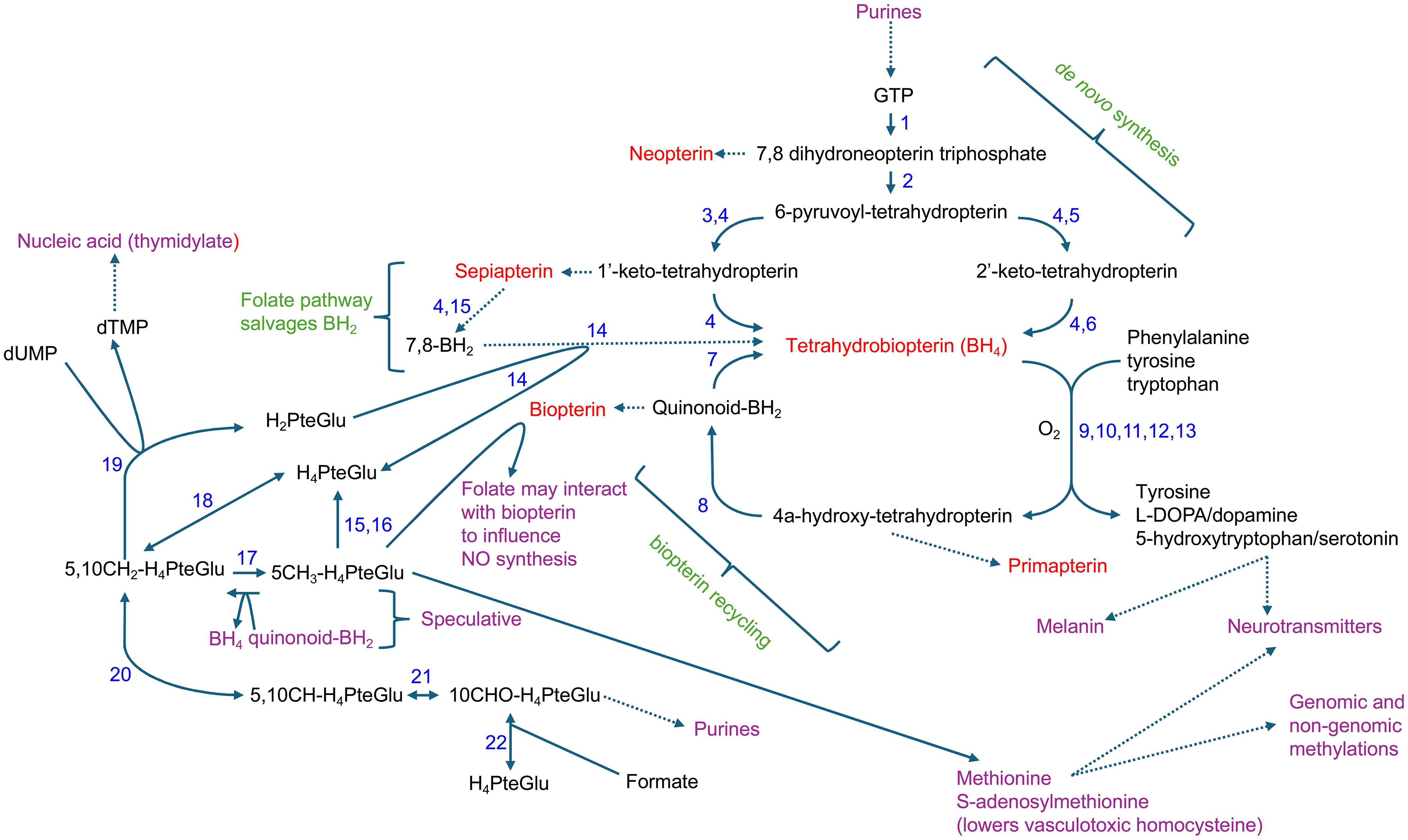 Metabolic pathways of folate and biopterin: key enzymes and interactions.