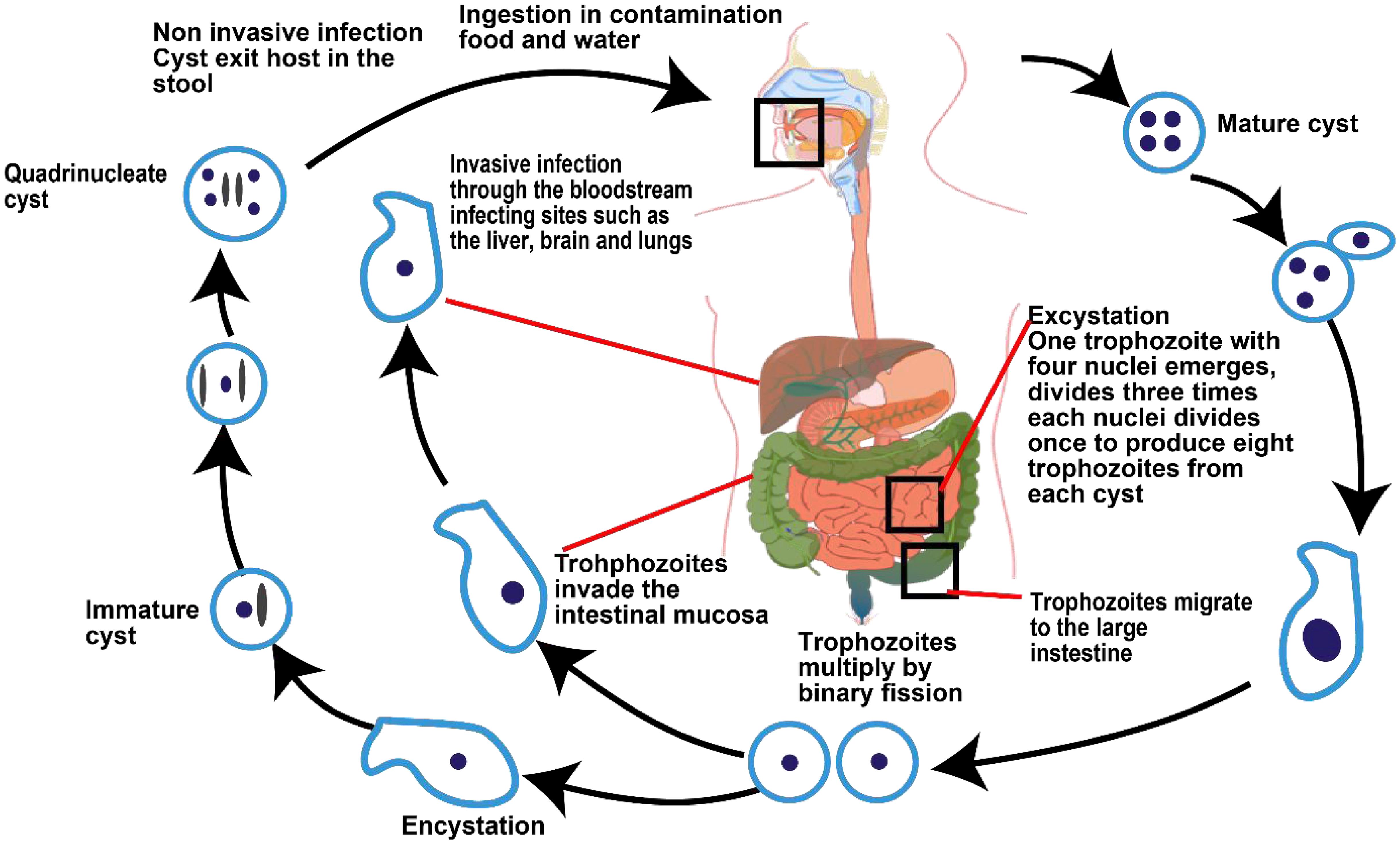 The life cycle of <italic>Entamoeba histolytica</italic> (The figure was designed using Adobe Illustrator [Version 27.7.0.421] based on).