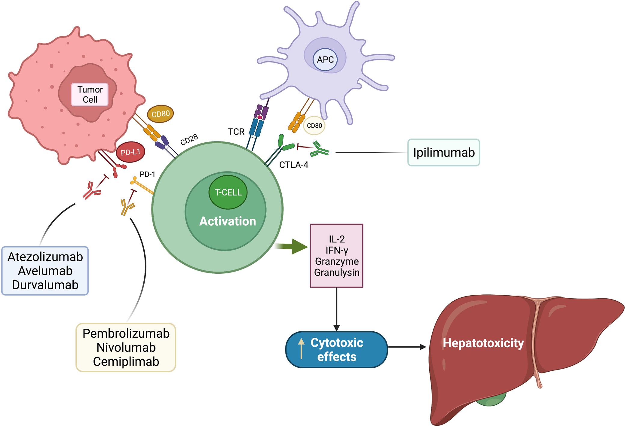 Illustration of the mechanisms of action of immune checkpoint inhibitors and proposed mechanism of hepatotoxicity.