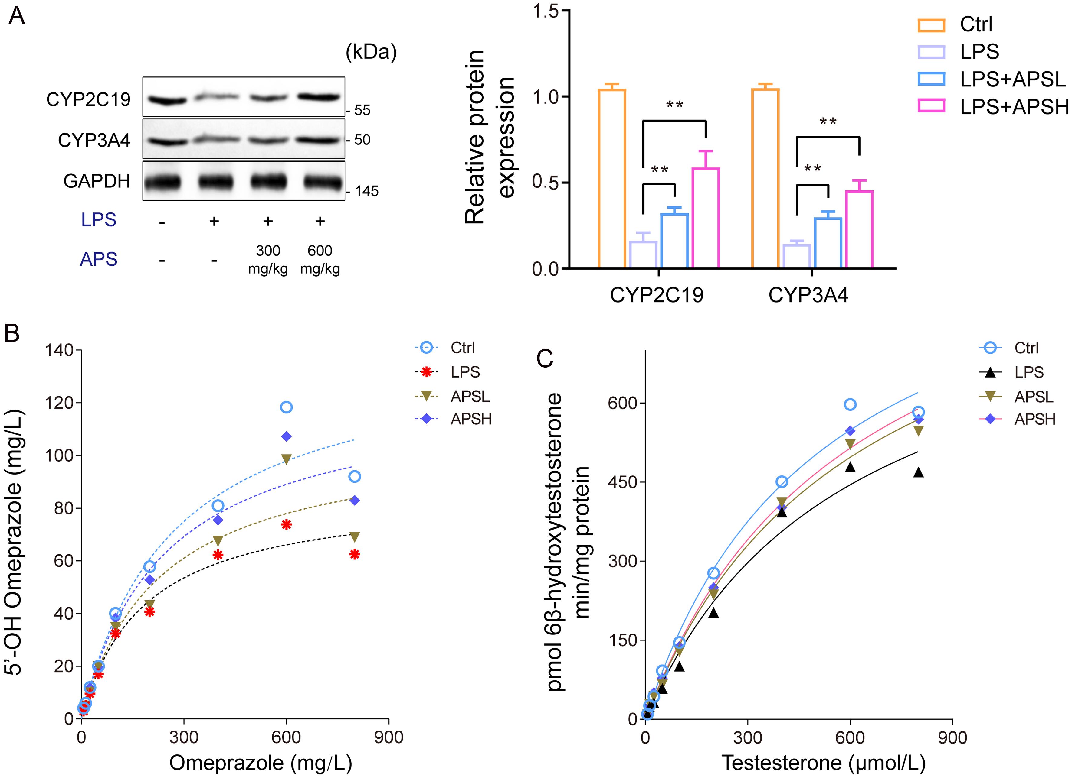 Effects of APS on CYP2C19 and CYP3A4 enzyme expression <italic>in vivo</italic>.