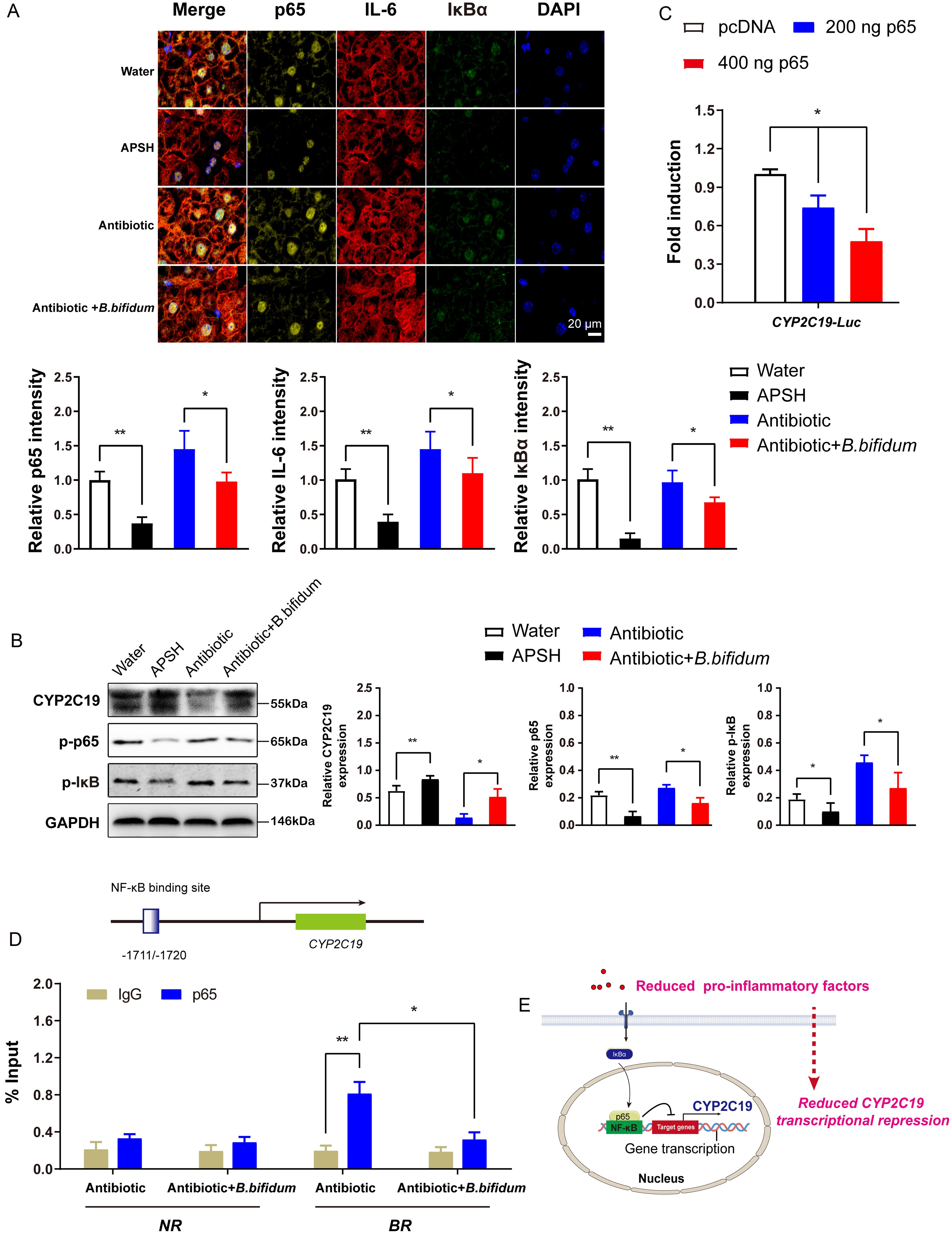 Activated NF-κB in rats liver downregulates <italic>CYP2C19</italic> transcription.