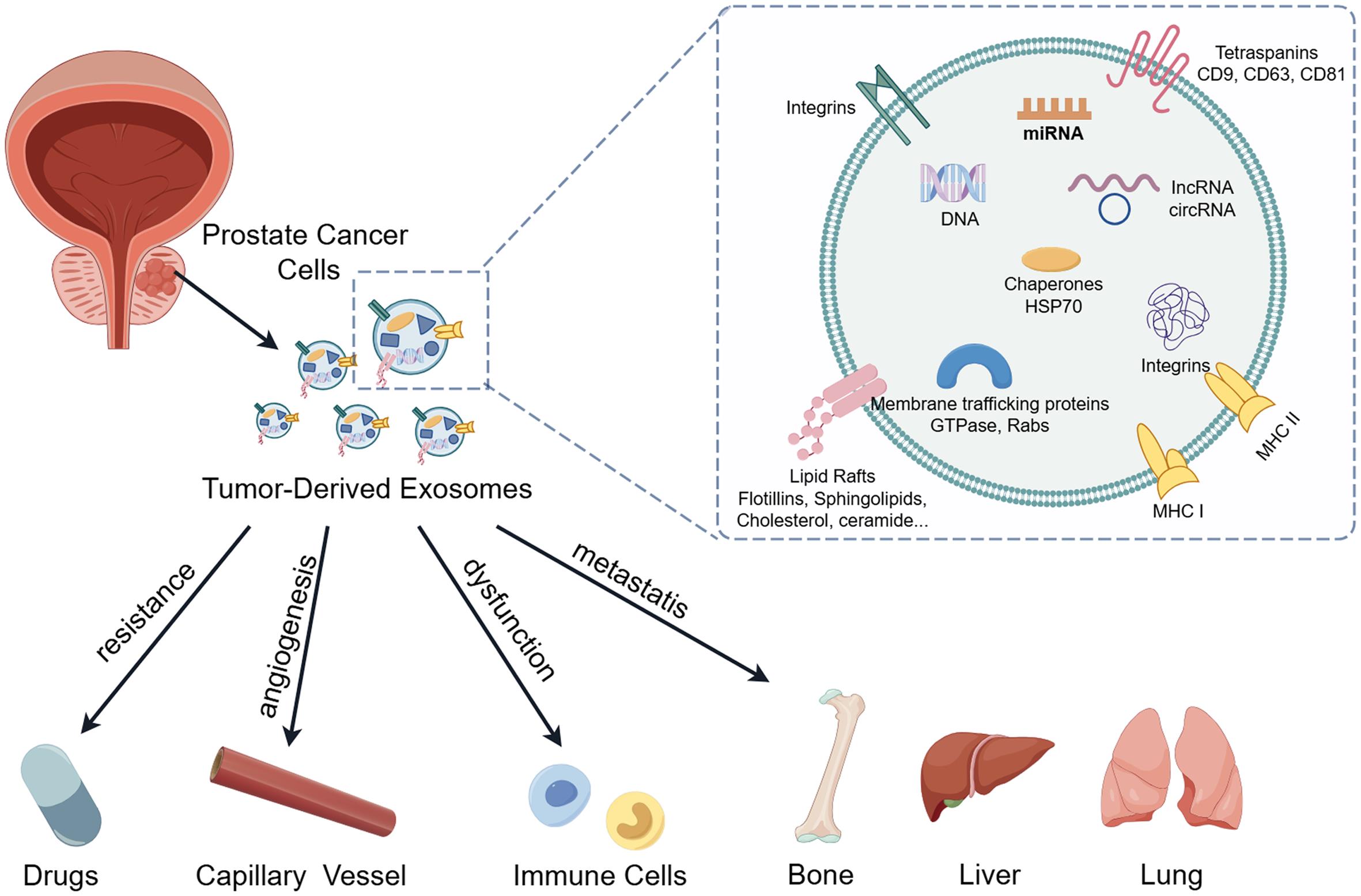 Role of tumor-derived exosomes in prostate cancer progression.