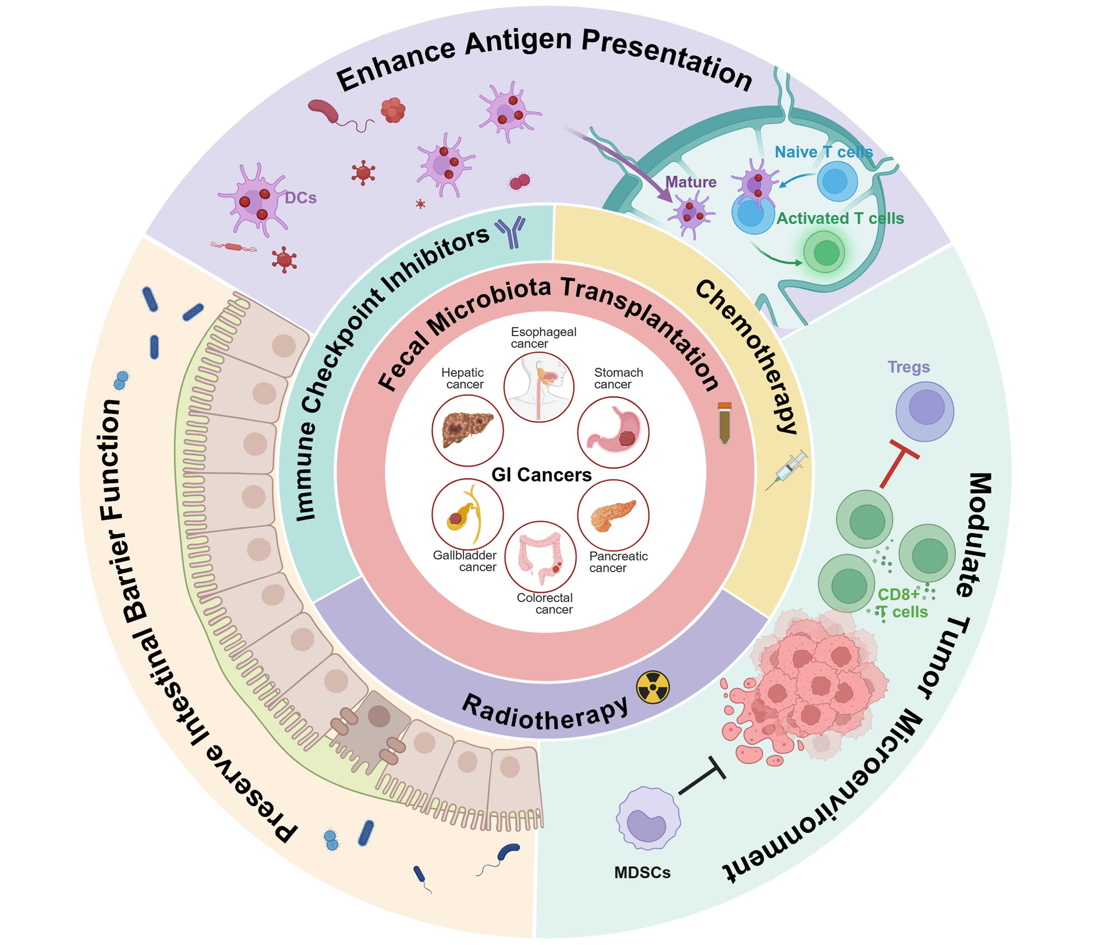 Potential mechanisms underlying fecal microbiota transplantation as a therapeutic adjuvant to antitumor therapy.