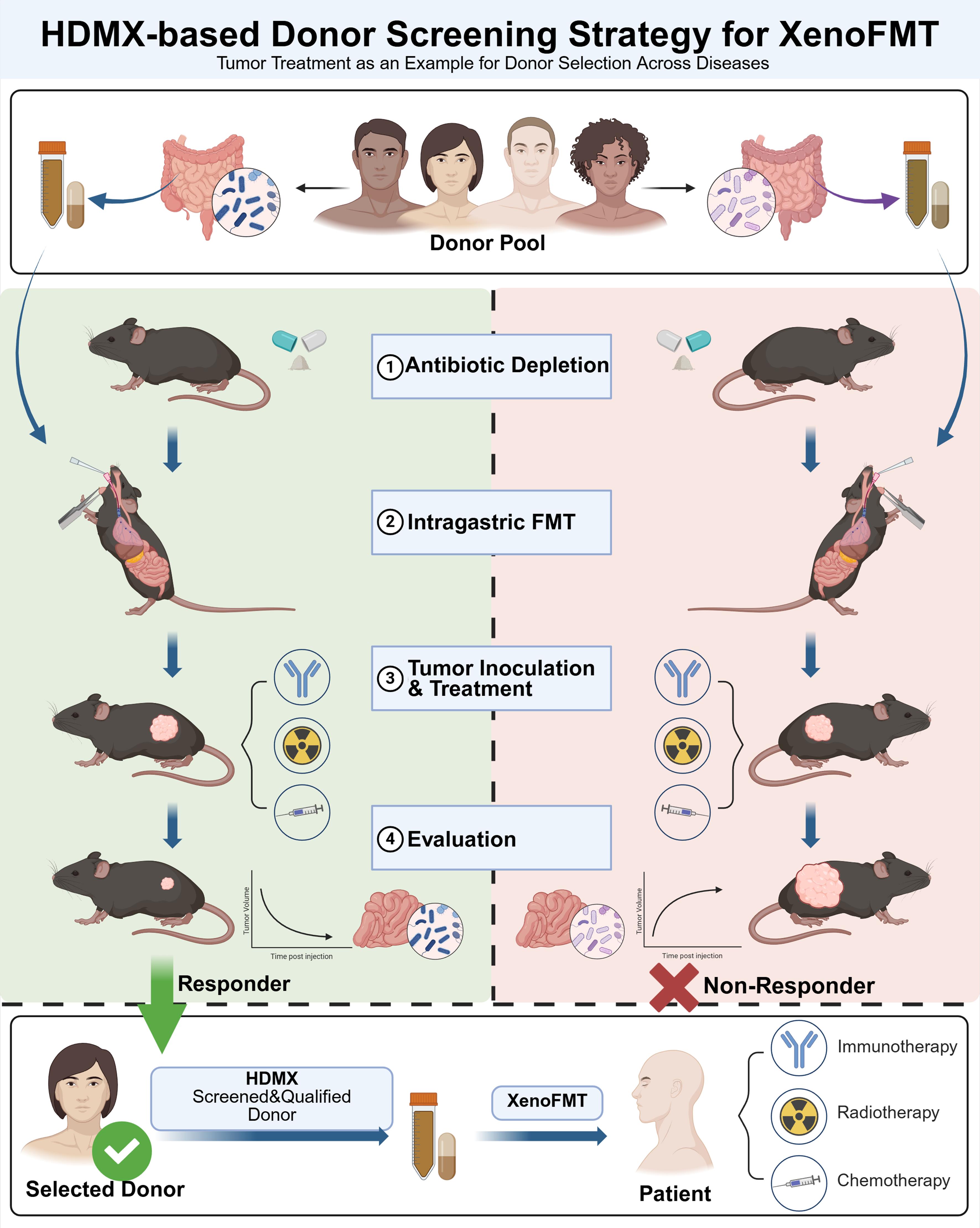 HDMX-based Donor Screening Strategy for XenoFMT.