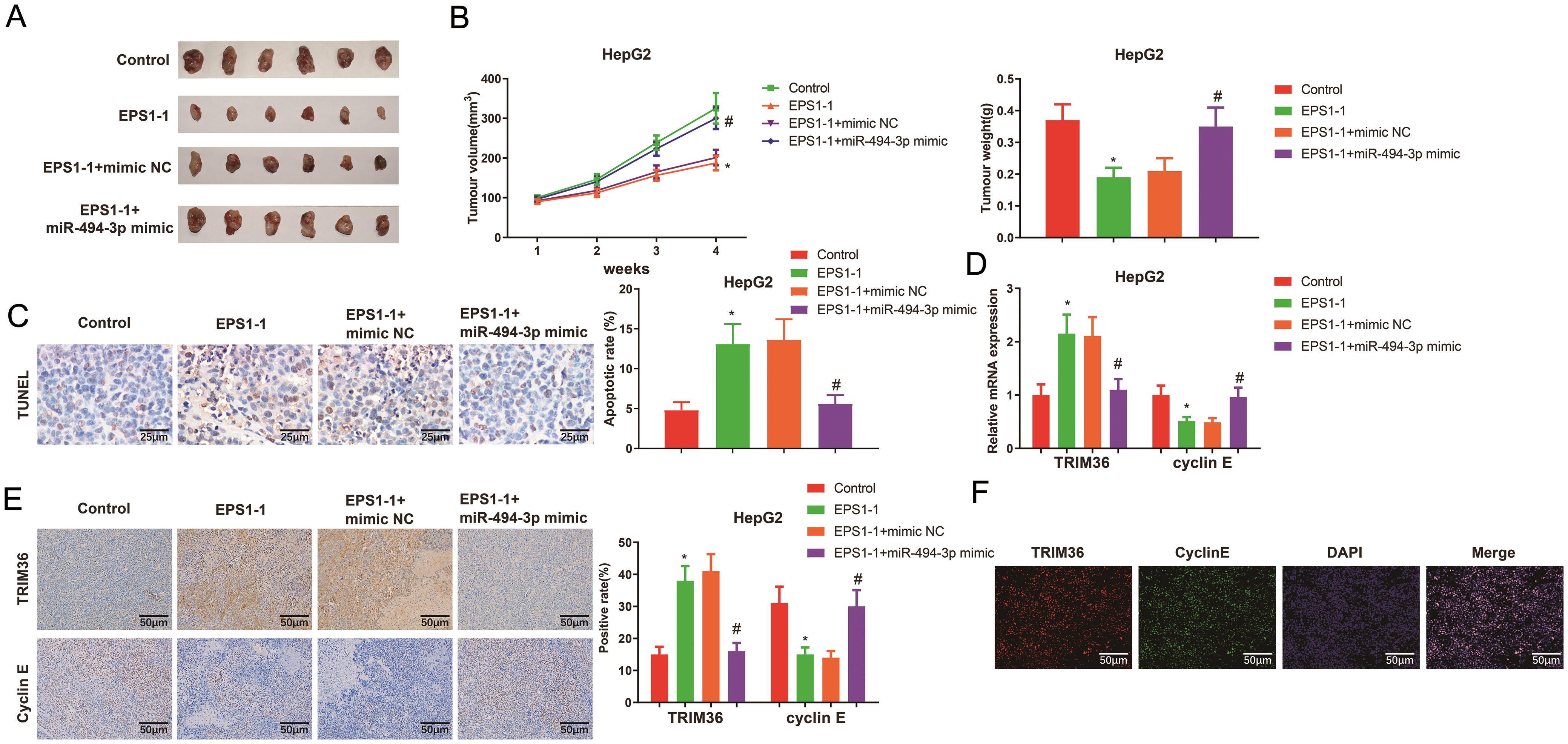 EPS1-1 suppresses tumor growth <italic>in vivo</italic>.