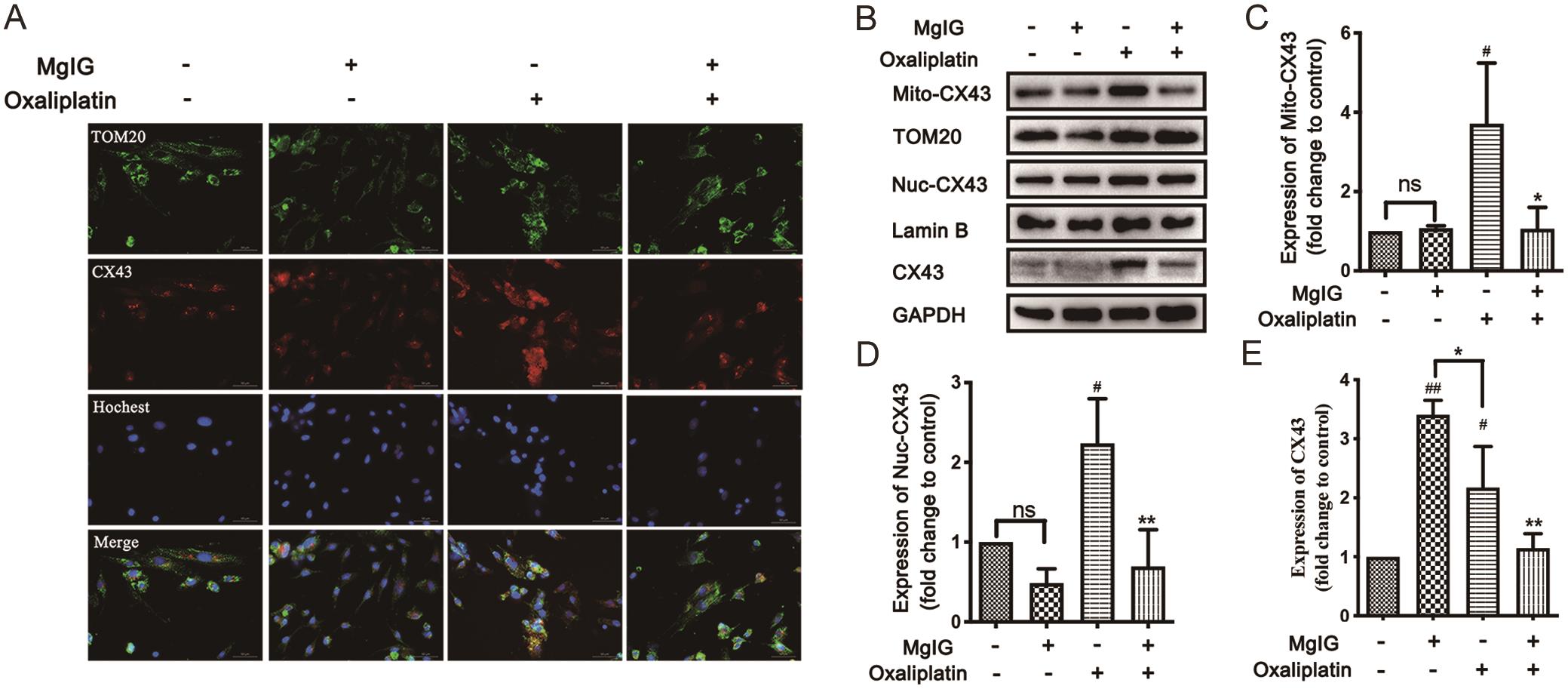 MgIG (40 μg/mL) inhibited mitochondrial Cx43 expression in HSCs induced by oxaliplatin (2 μg/mL) in LX-2 human HSC cell lines.