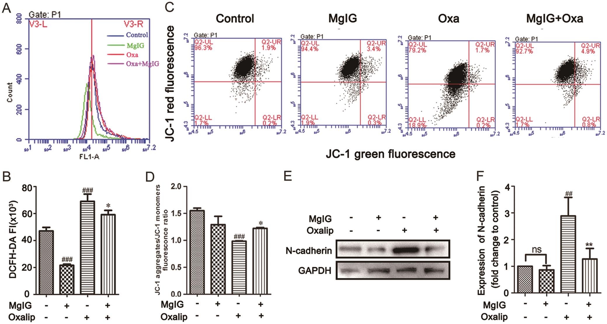 MgIG attenuated the activation of HSCs.