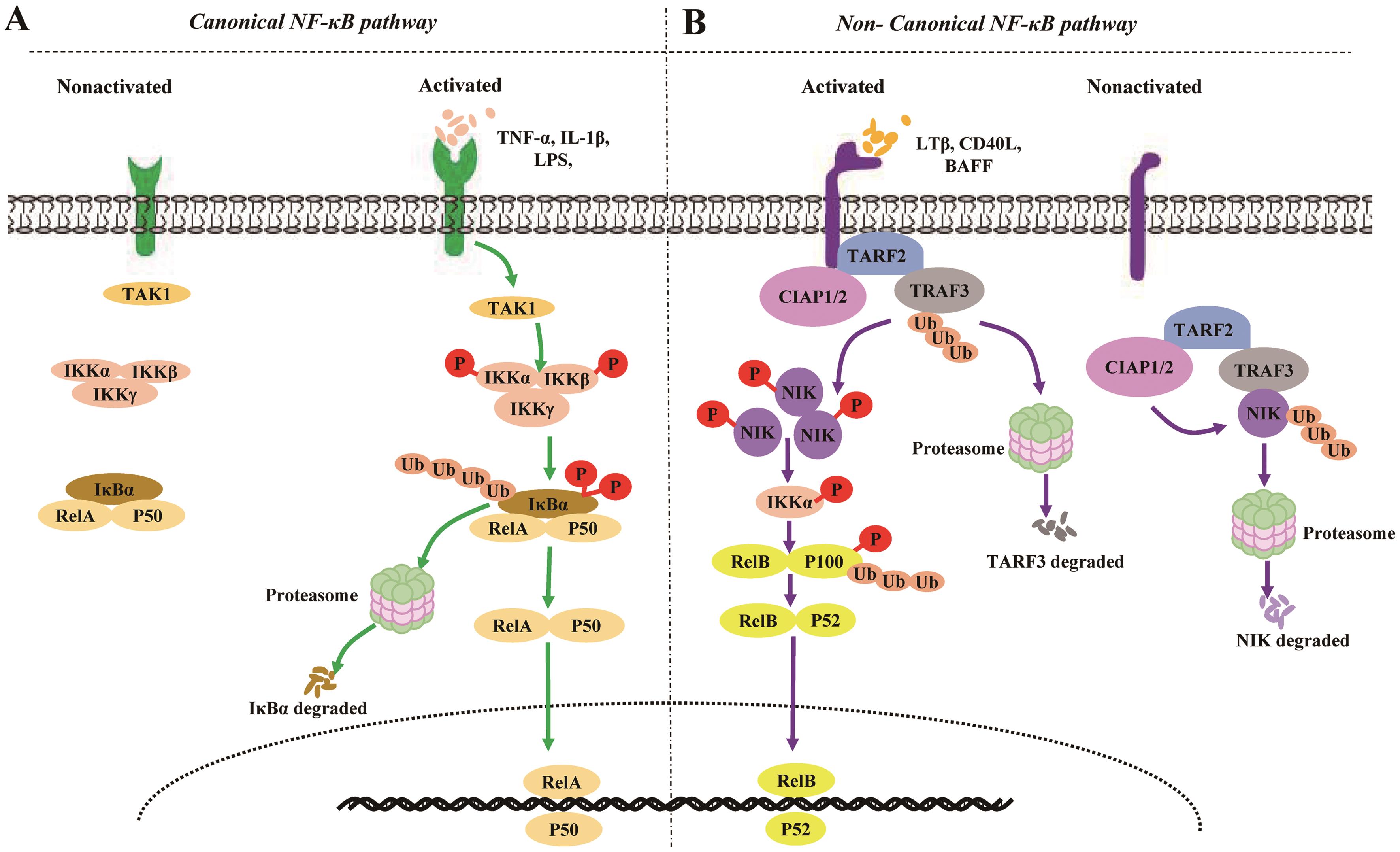 Críticamente Procesando de Noncanonical NF-κB Signaling Pathway in Liver Diseases