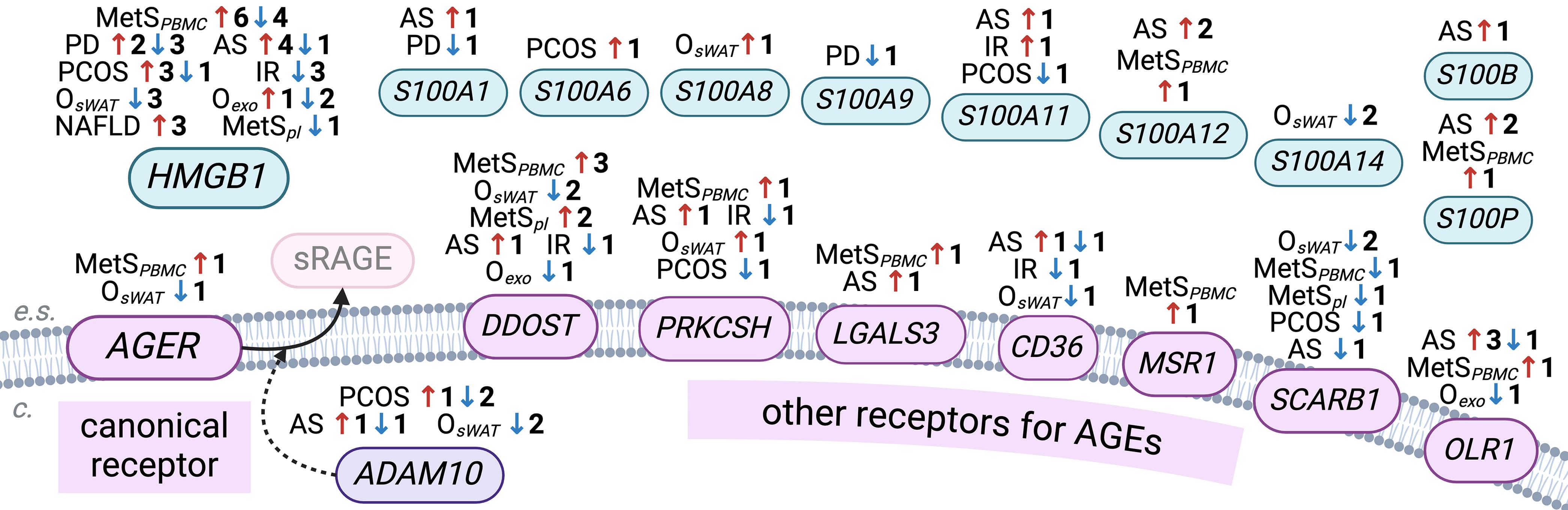 miRNA dysregulation of AGE/RAGE genes with differentially expressed miRNAs (DEMs) in pathology-localizations: focus on genes of interest (ligands and receptors).