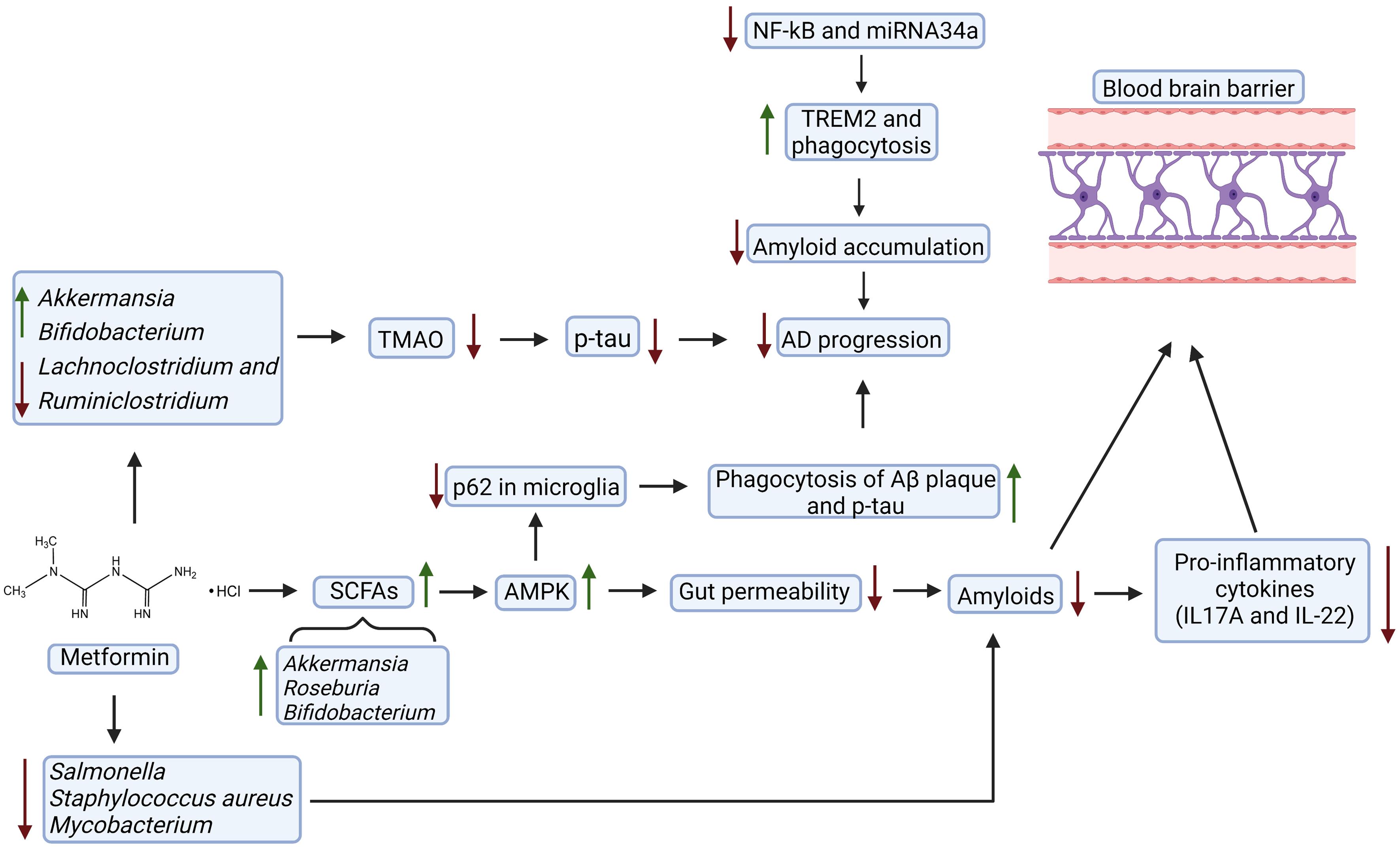Metformin acts as an antagonist for AD progression.