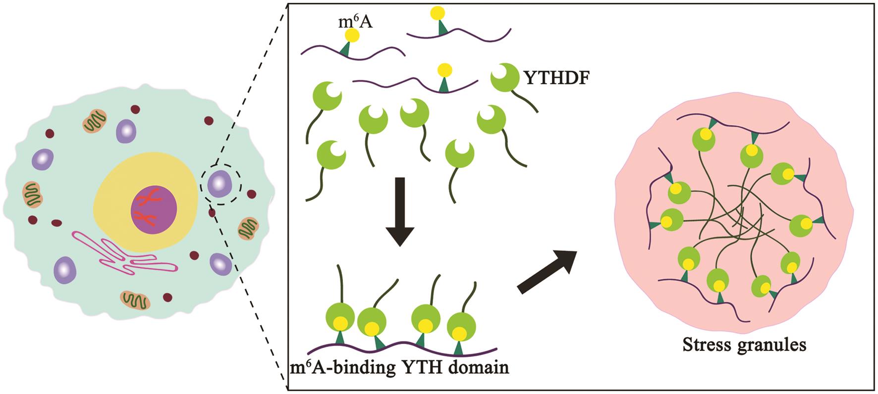 m<sup>6</sup>A is an intermediate linker between mRNA and YTHDF protein, which promotes YTHDF-mediated phase separation.