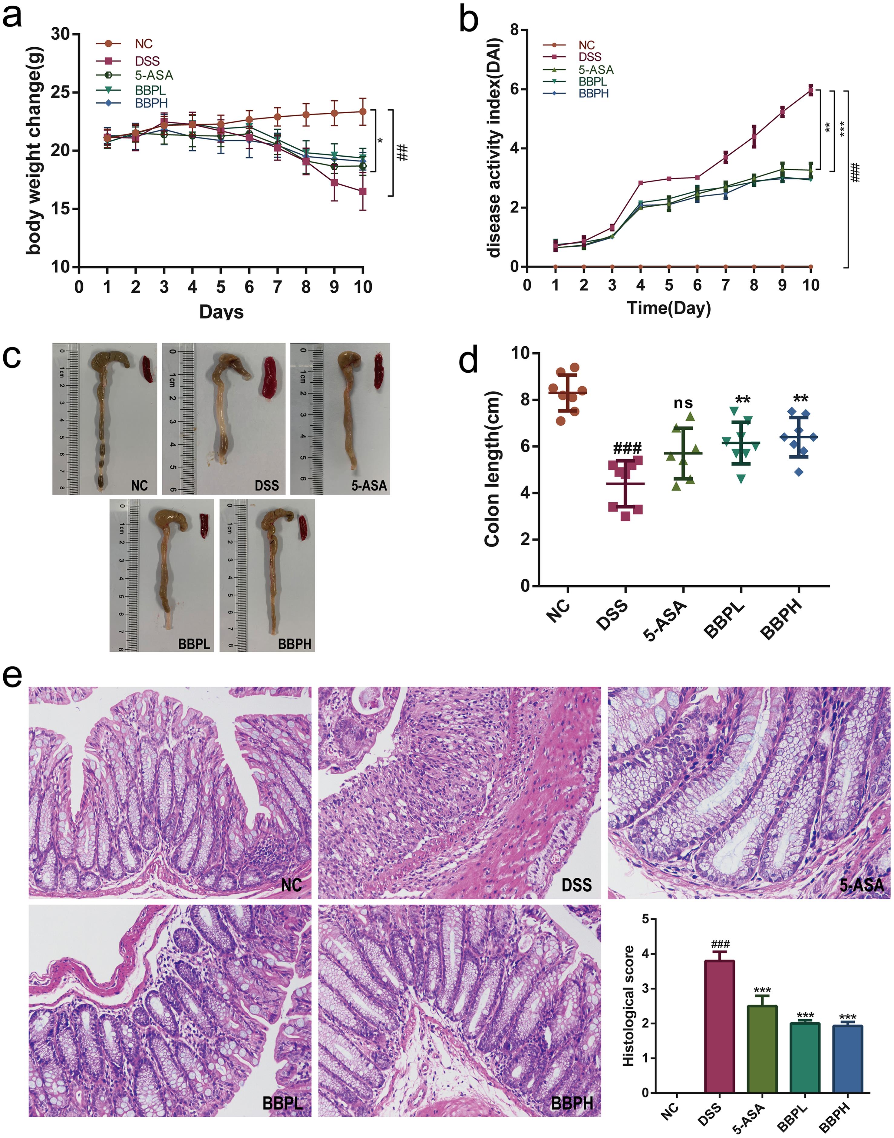BBP effectively alleviates the symptoms of DSS-induced colitis.