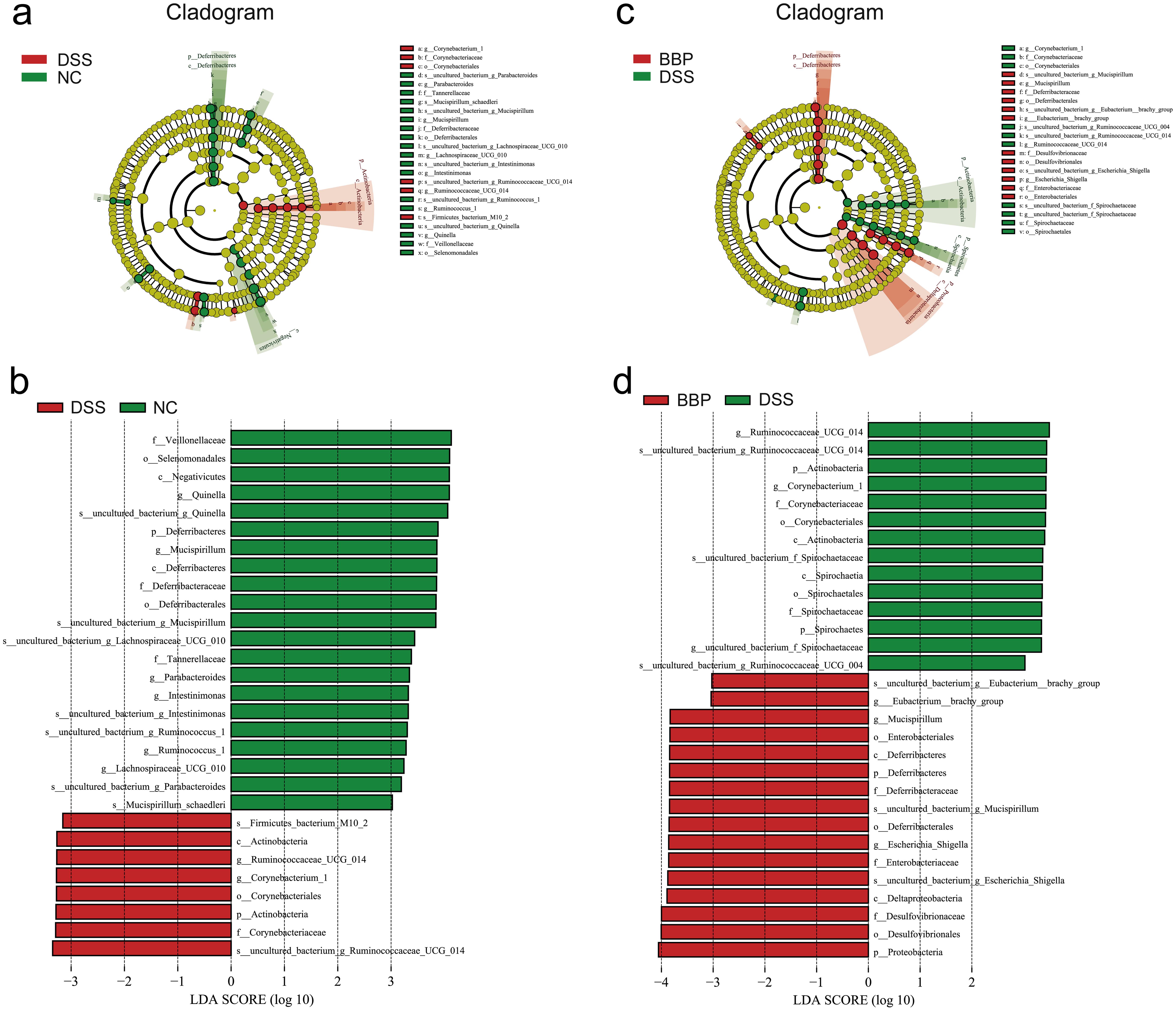 Cladogram based on LEfSe analysis showing community composition of the gut microbiota in mice.