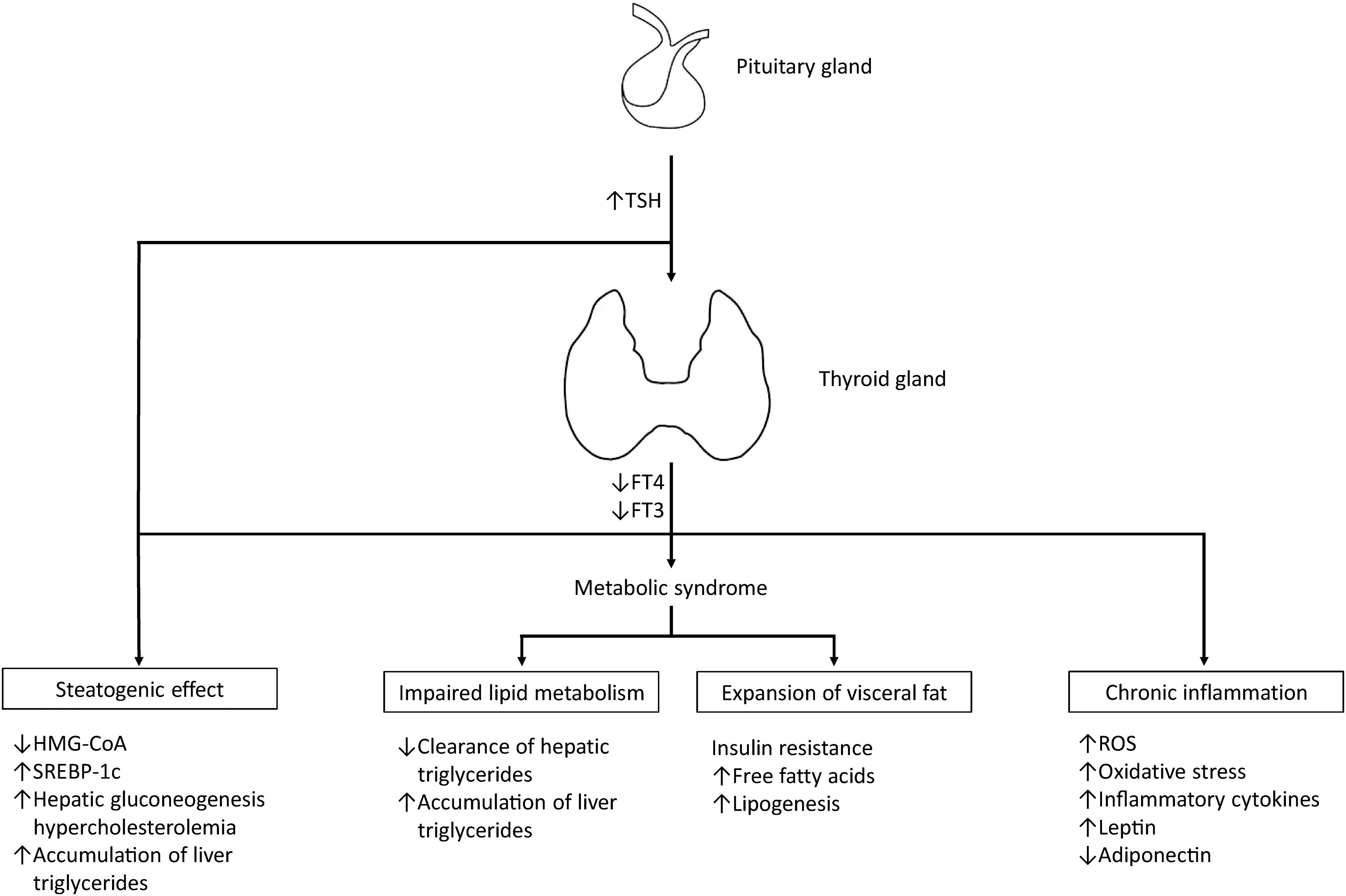 <bold>Possible pathophysiological mechanisms leading to NAFLD in hypothyroidism.</bold> ↑ indicates up-regulation or increased concentrations, ↓ indicates down-regulation.
